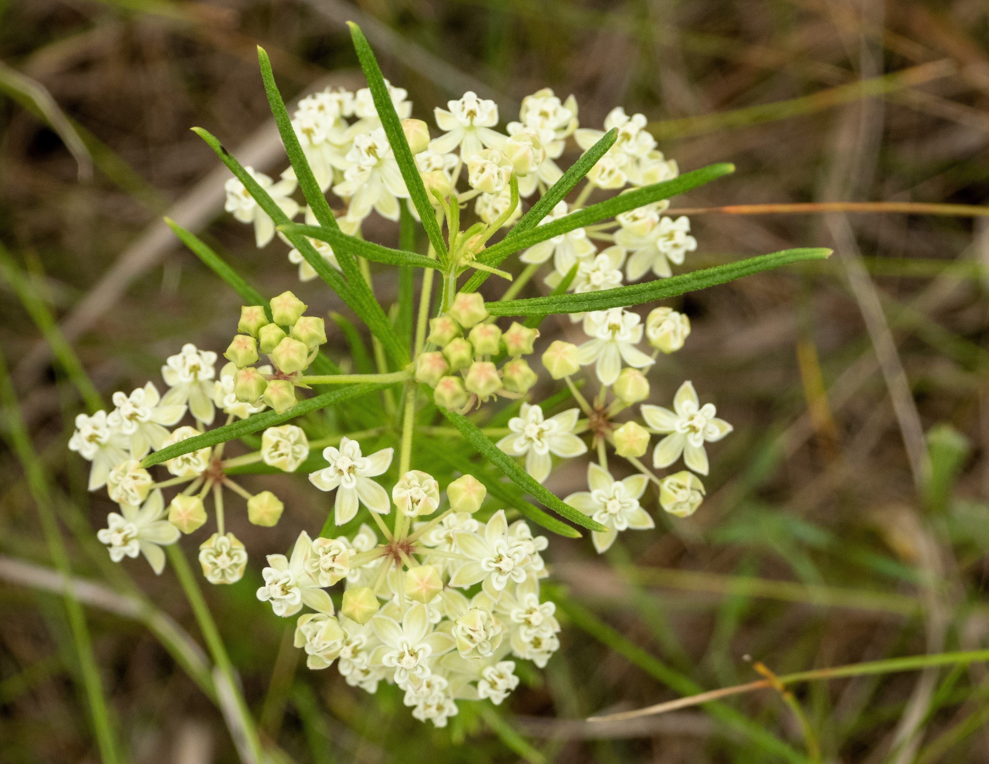 20 WHITE WORLED (Horesetail) MILKWEED Asclepias Verticillata Flower Seeds