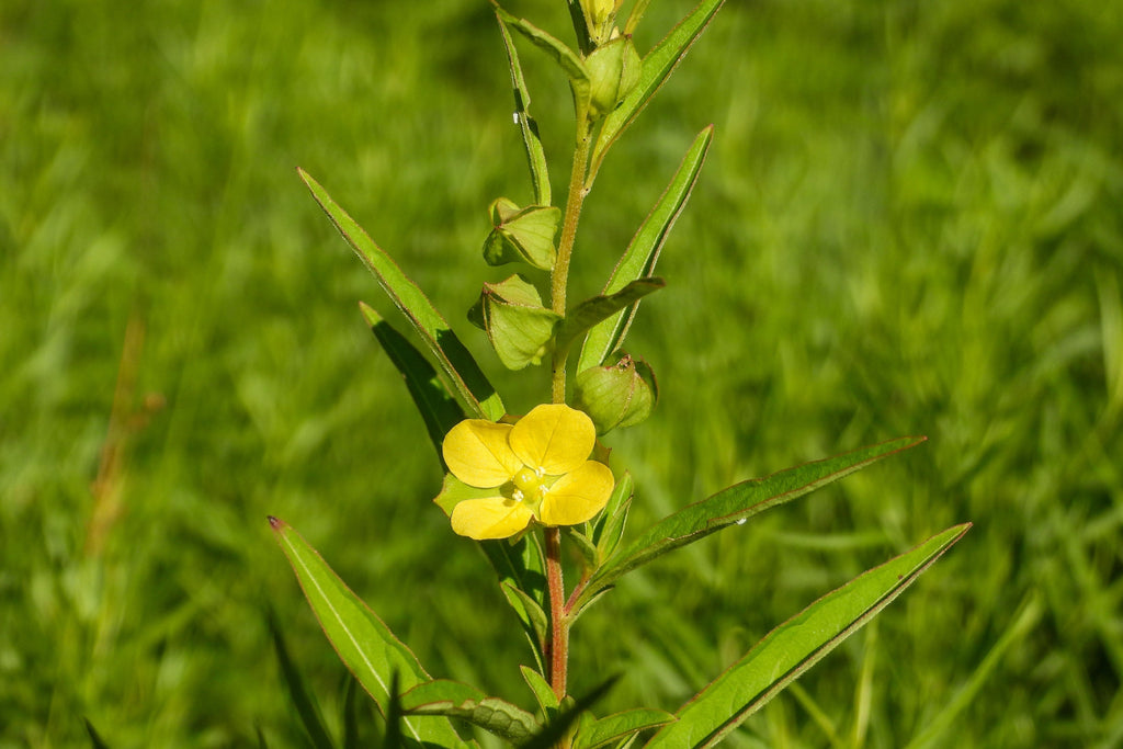 1000 Yellow SEEDBOX (Bushy Water Primrose / Rattlebox / False Loosestrife) Ludwigia Alternifolia Flower Seeds
