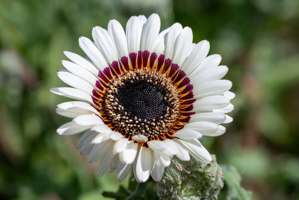 50 WHITE Zulu Prince CAPE DAISY Venidium Fastuosum Alba Flower Seeds