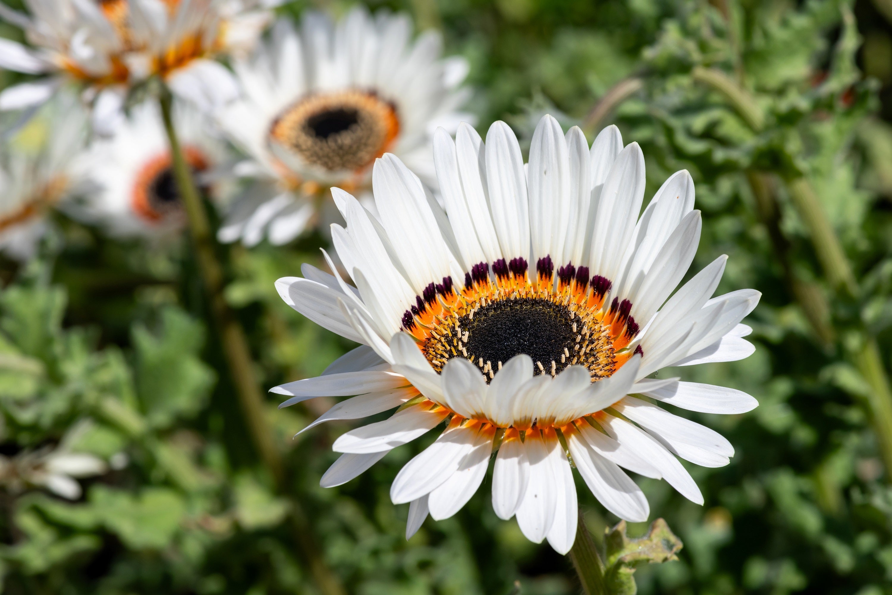 50 WHITE Zulu Prince CAPE DAISY Venidium Fastuosum Alba Flower Seeds
