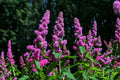 50 ROSE DOUGLAS SPIREA Pink Hardhack Steeple Bush Spiraea Douglasii Flower Shrub Seeds