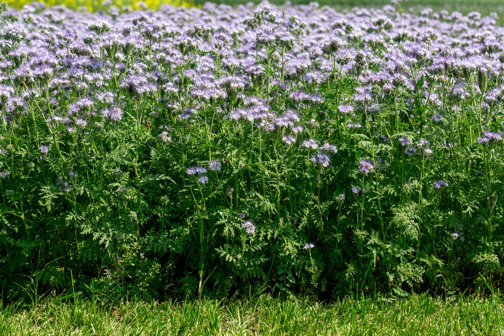 300 PURPLE TANSY Lacy Fiddleneck Phacelia Tanacetifolia Flower Seeds