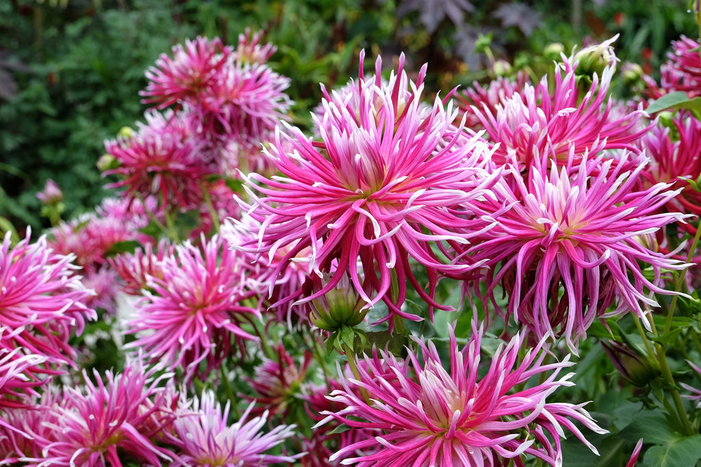 25 CACTUS DOUBLE DAHLIA Mix Variabilis Mixed Colors Hummingbird Flower Seeds