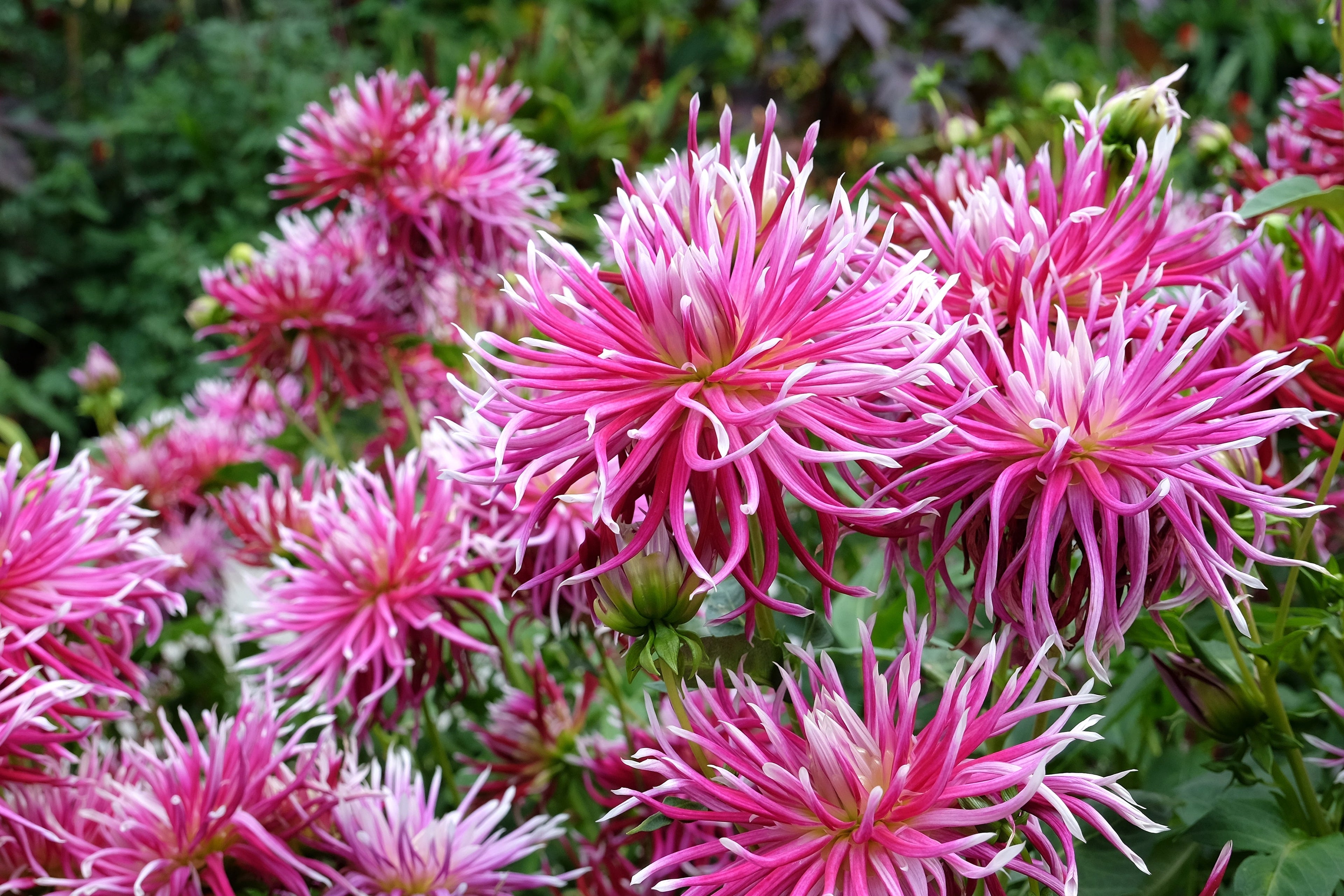 25 CACTUS DOUBLE DAHLIA Mix Variabilis Mixed Colors Hummingbird Flower Seeds