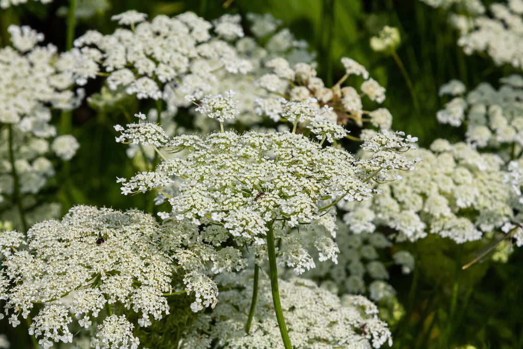 1500 SCARLET NANTES CARROT Daucus Carota Vegetable Seeds