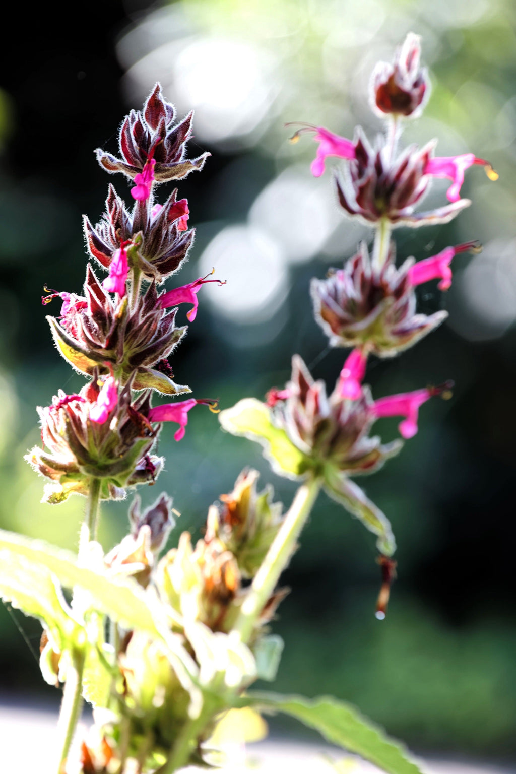 10 Organic California HUMMINGBIRD SAGE Salvia Spathacea Magenta Red Flower Herb Seeds