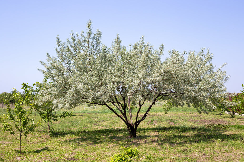 10 AMERICAN SILVERBERRY Elaeagnus Commutata aka Wolf Willow Wolfberry Wild Olive Berry Fruit Shrub Seeds