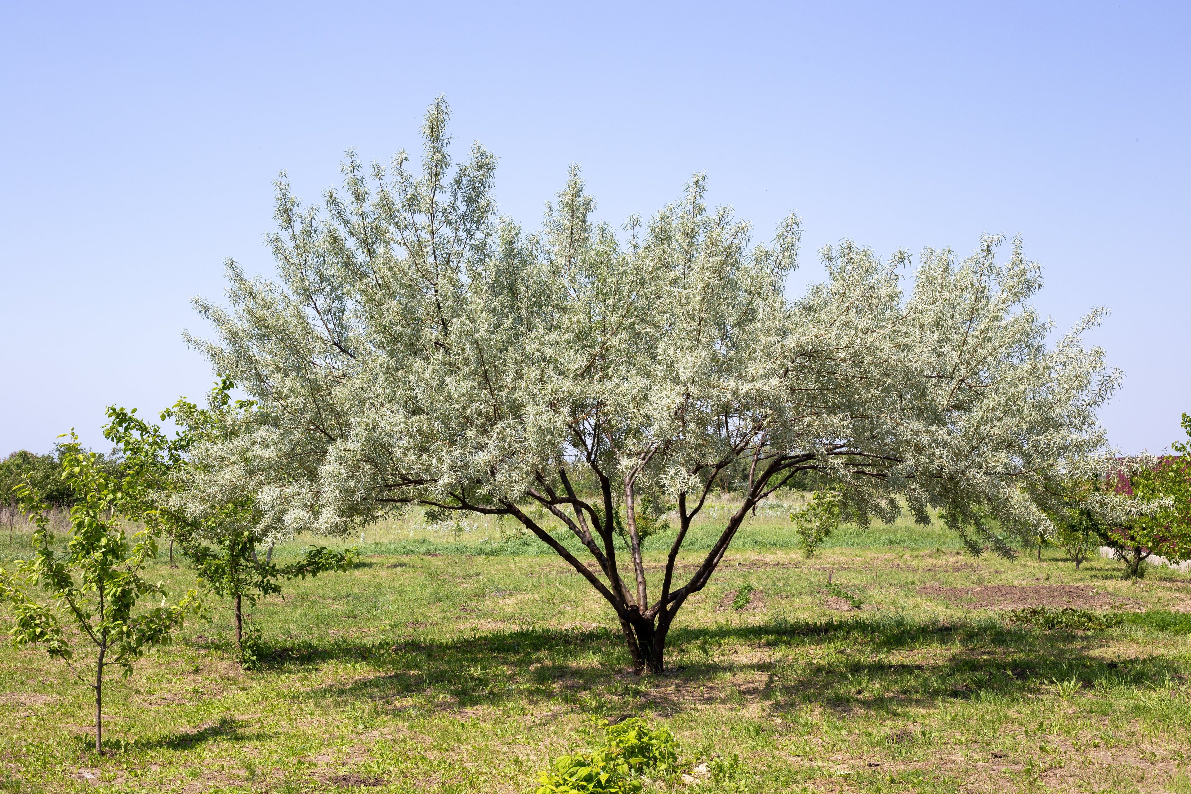 10 AMERICAN SILVERBERRY Elaeagnus Commutata aka Wolf Willow Wolfberry Wild Olive Berry Fruit Shrub Seeds