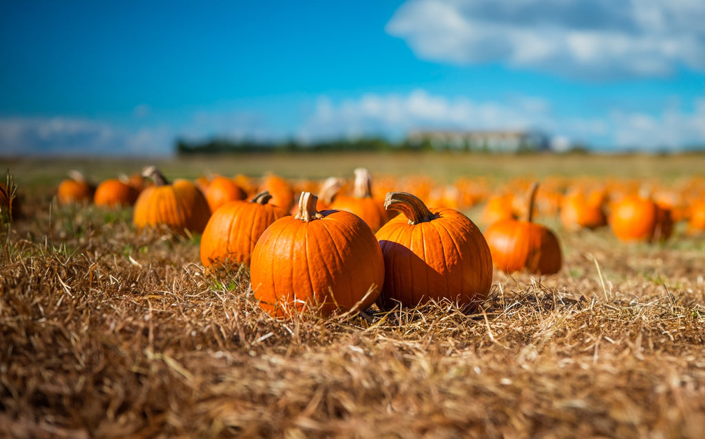 50 SPOOKIE PUMPKIN aka Deep Sugar Pie Pumpkin Cucurbita Pepo Vegetable Seeds