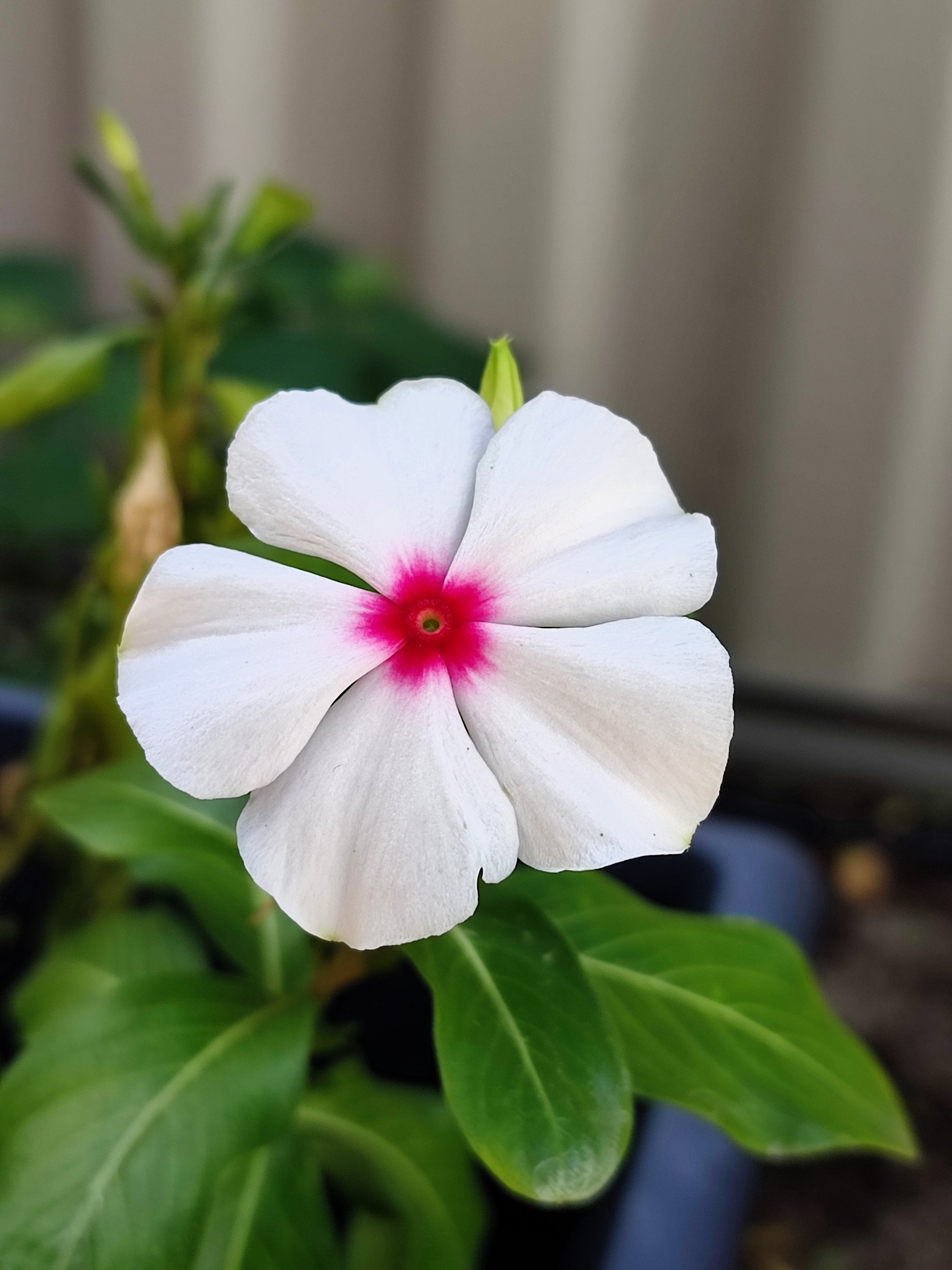 100 BRIGHT EYES PERIWINKLE Vinca Rosea Dwarf White & Pink Flower Seeds