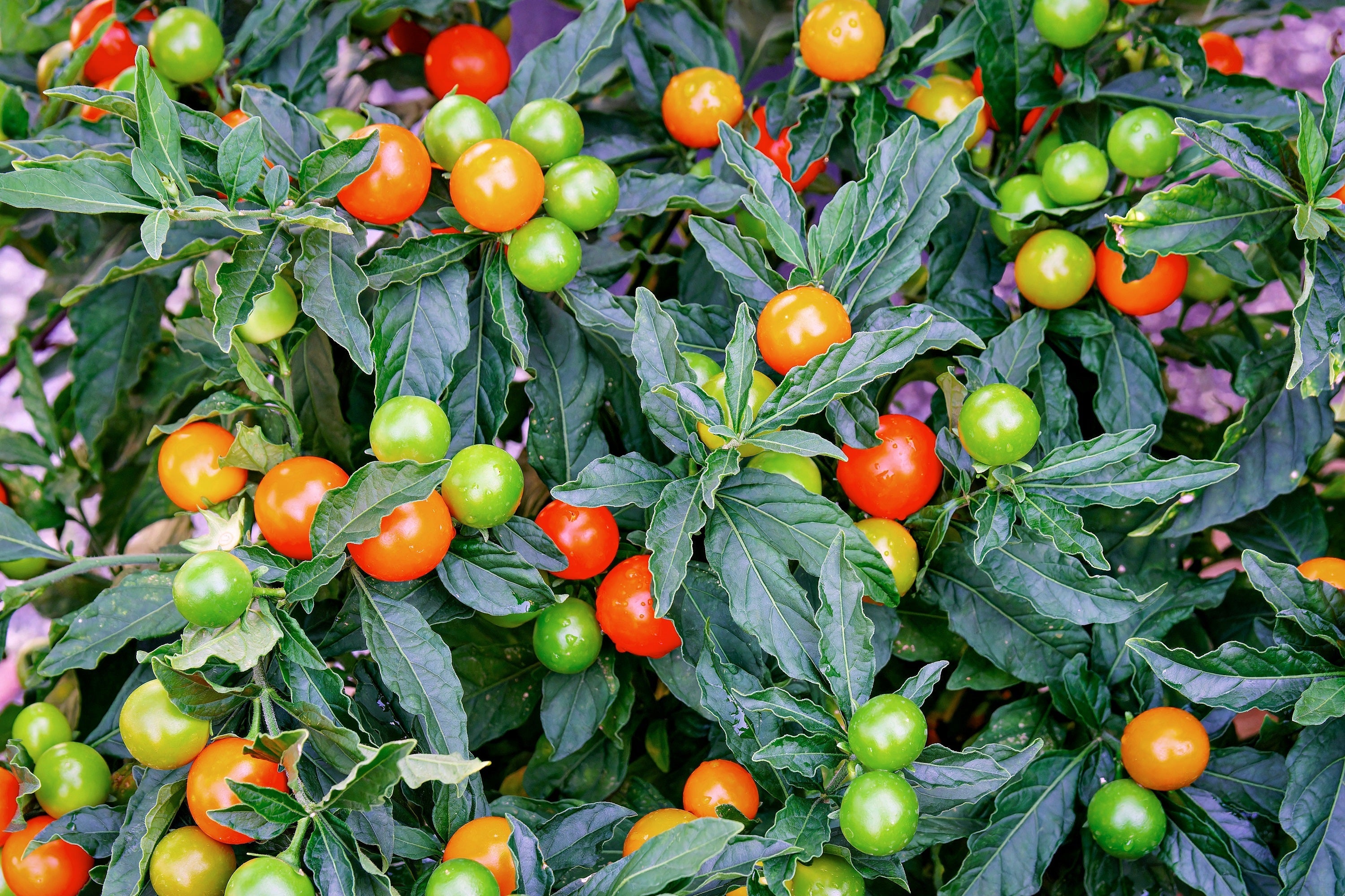 25 JERUSALEM CHERRY Madeira Winter Solanum Pseudocapsicum Flower Seeds
