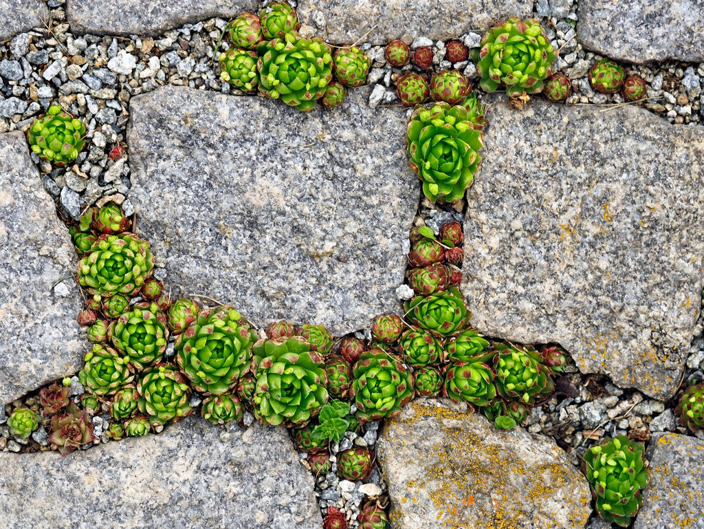 25 MIXED HENS & CHICKS Chickens Succulent (Live Forever) Sempervivum Flower Seeds