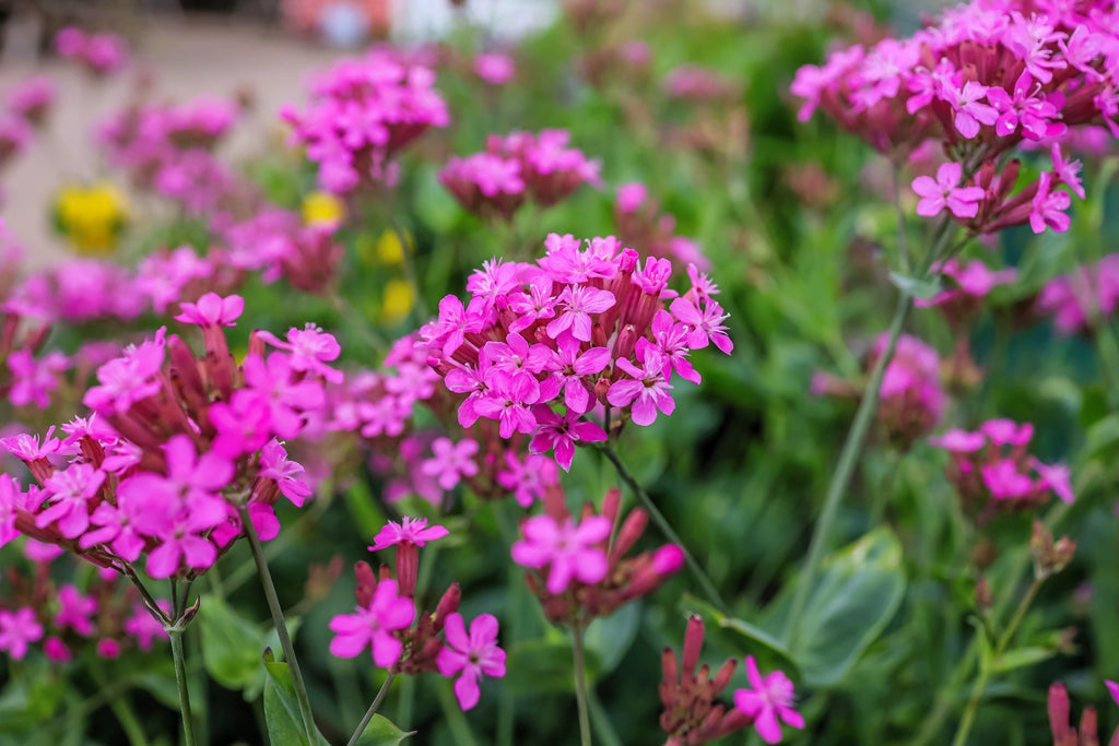 1000 TALL CATCHFLY (Campion / None So Pretty) Silene Armeria Pink Flower Seeds