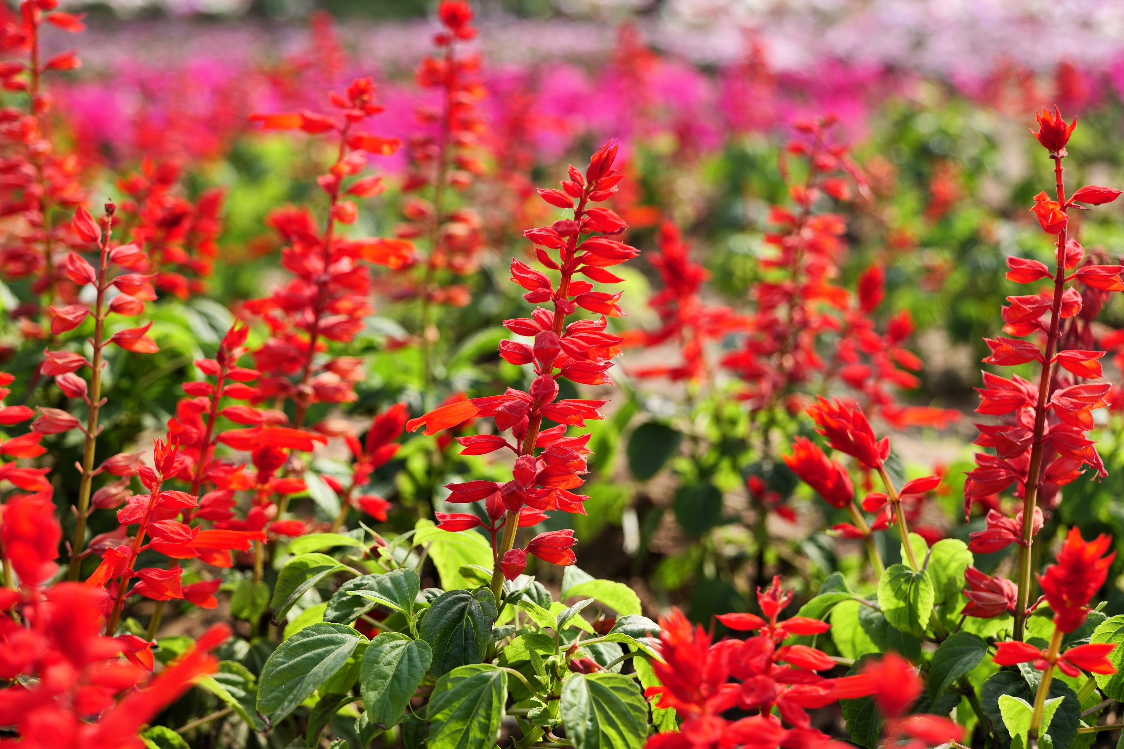 400 SCARLET SAGE (Lady-In-Red Salvia / Blood Sage / Red Texas Sage) Salvia Coccinea Flower Seeds