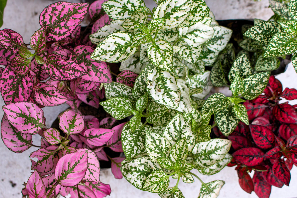 10 Dwarf Mixed Colors POLKA DOT PLANT Red Pink White Rose Splash Select Hypoestes Phyllostachya Flower Houseplant Seeds
