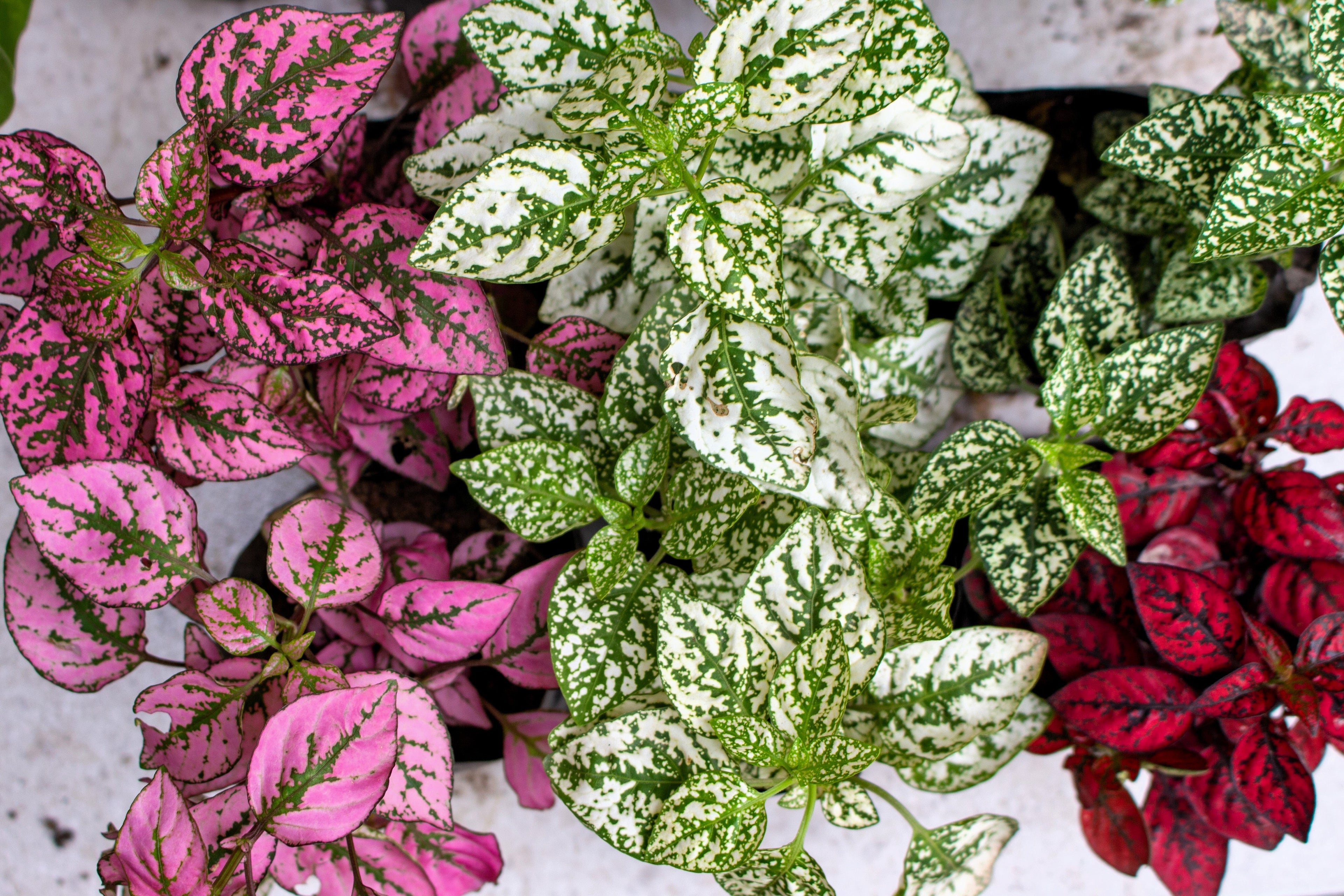 10 Dwarf Mixed Colors POLKA DOT PLANT Red Pink White Rose Splash Select Hypoestes Phyllostachya Flower Houseplant Seeds