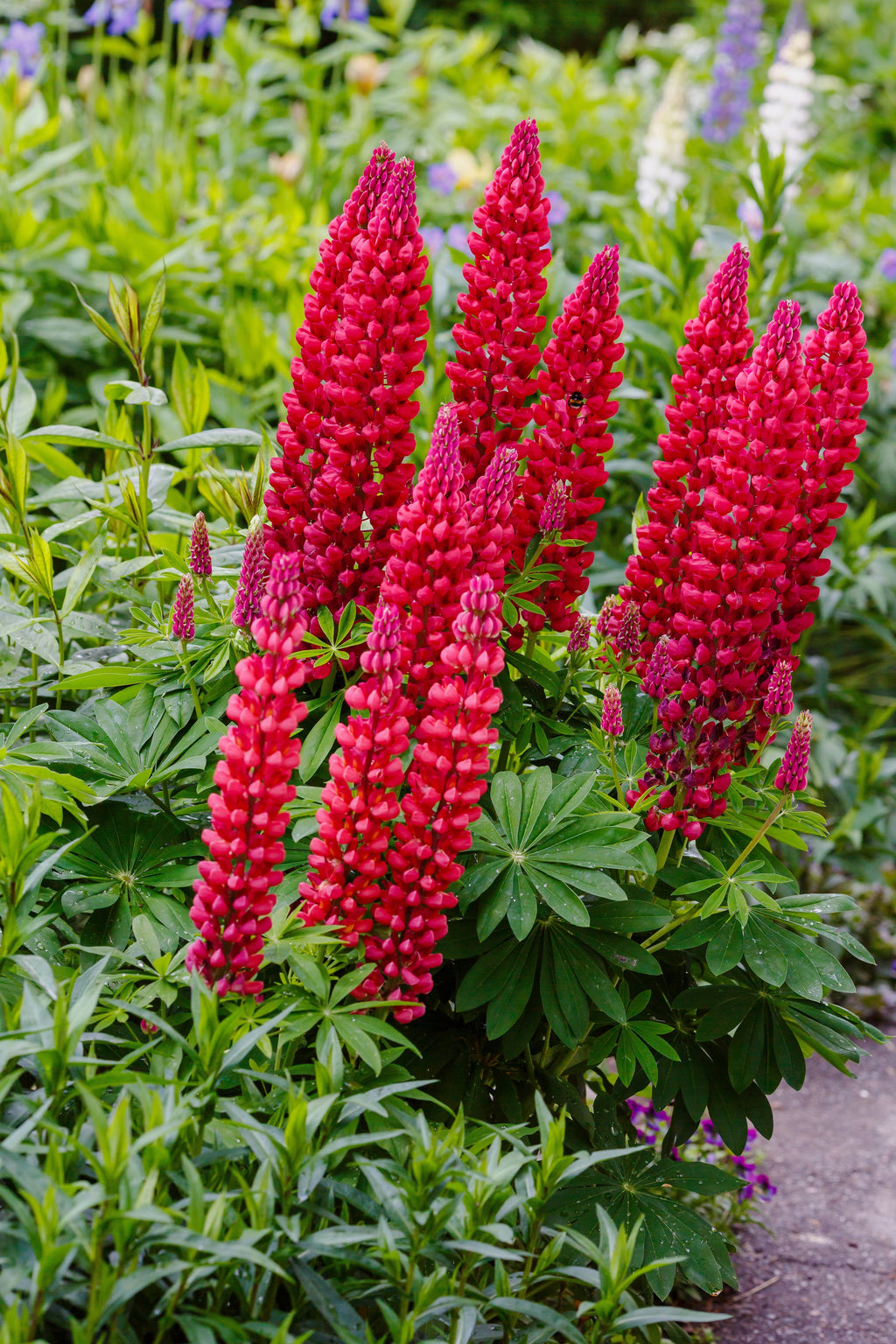 75 Mixed Colors RUSSELL LUPINE (Streamside, Bigleaf, Garden, or Washington Lupine) Lupinus Polyphyllus Flower Seeds