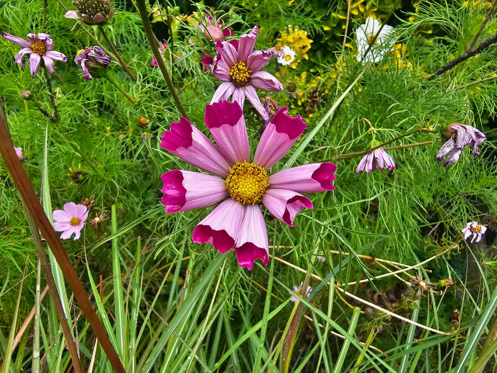 200 COSMOS SEA SHELLS Cosmos Bipinnatus Seashells Flower Seeds