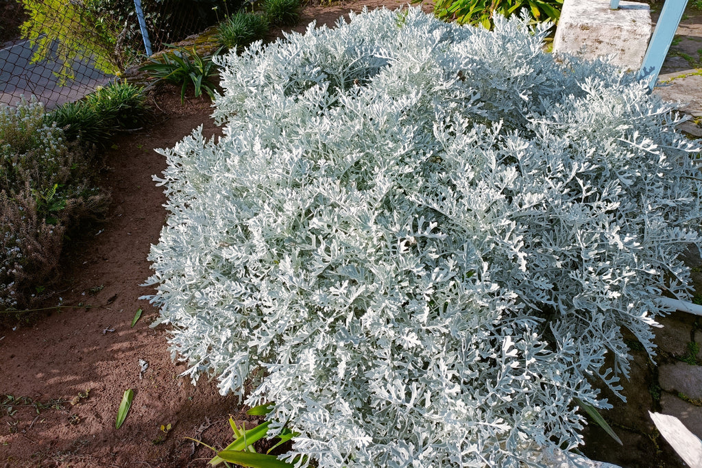 300 SILVERDUST DUSTY MILLER Cineraria Maritima Jacobaea Senecio Flower Seeds