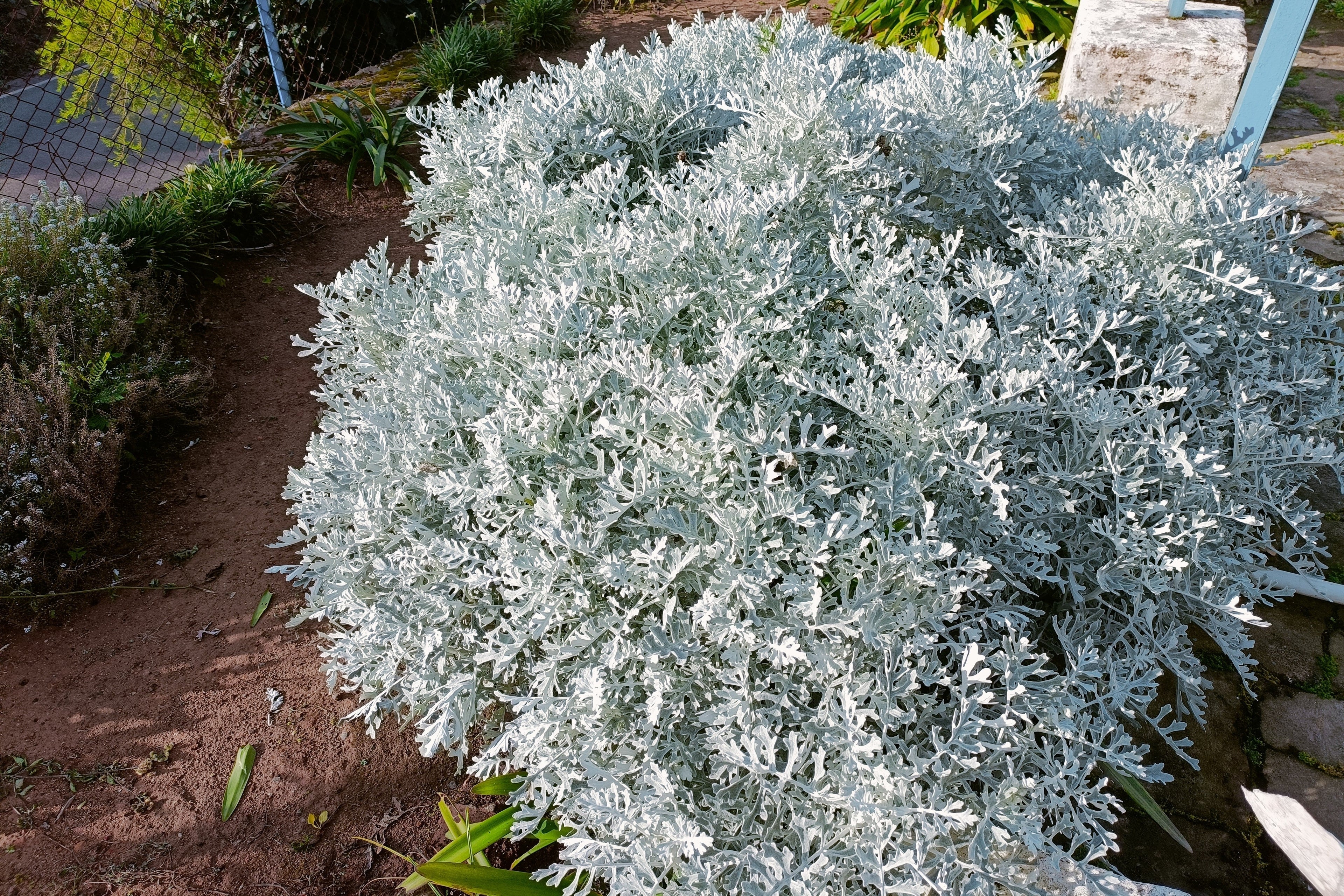 300 SILVERDUST DUSTY MILLER Cineraria Maritima Jacobaea Senecio Flower Seeds