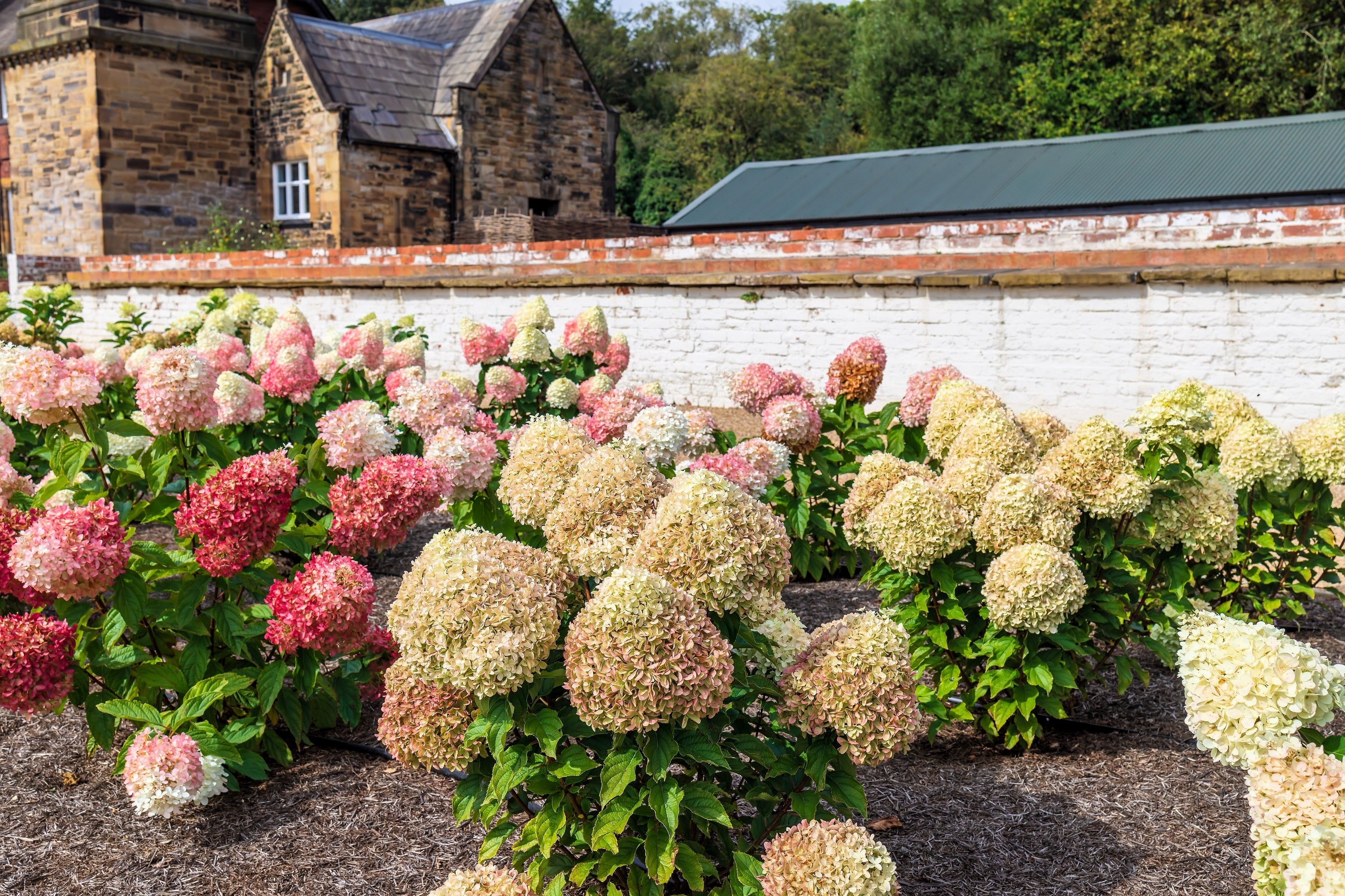 50 PEE GEE HYDRANGEA Paniculata Peegee Panicle White Pink Flower Shrub Seeds