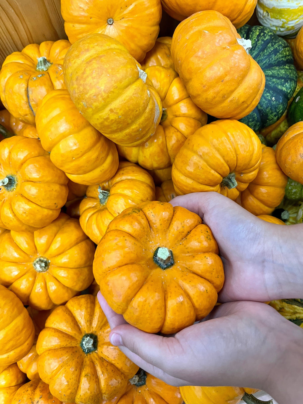 20 MINI MIX PUMPKIN Miniature Cucurbita Pepo White Green Orange Striped Vegetable Seeds