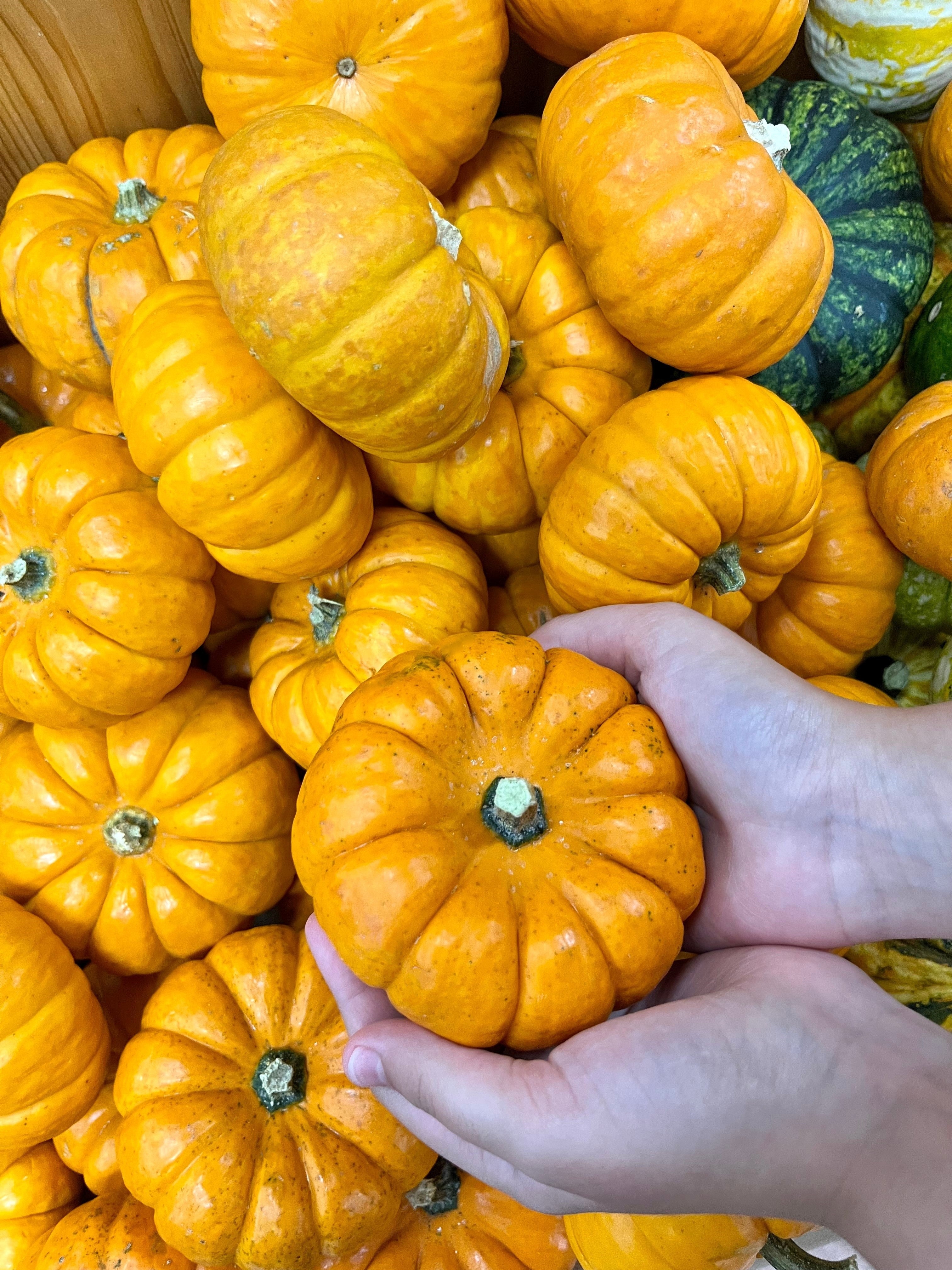 20 MINI MIX PUMPKIN Miniature Cucurbita Pepo White Green Orange Striped Vegetable Seeds