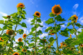 50 SKYSCRAPER SUNFLOWER Helianthus Annuus Flower Seeds