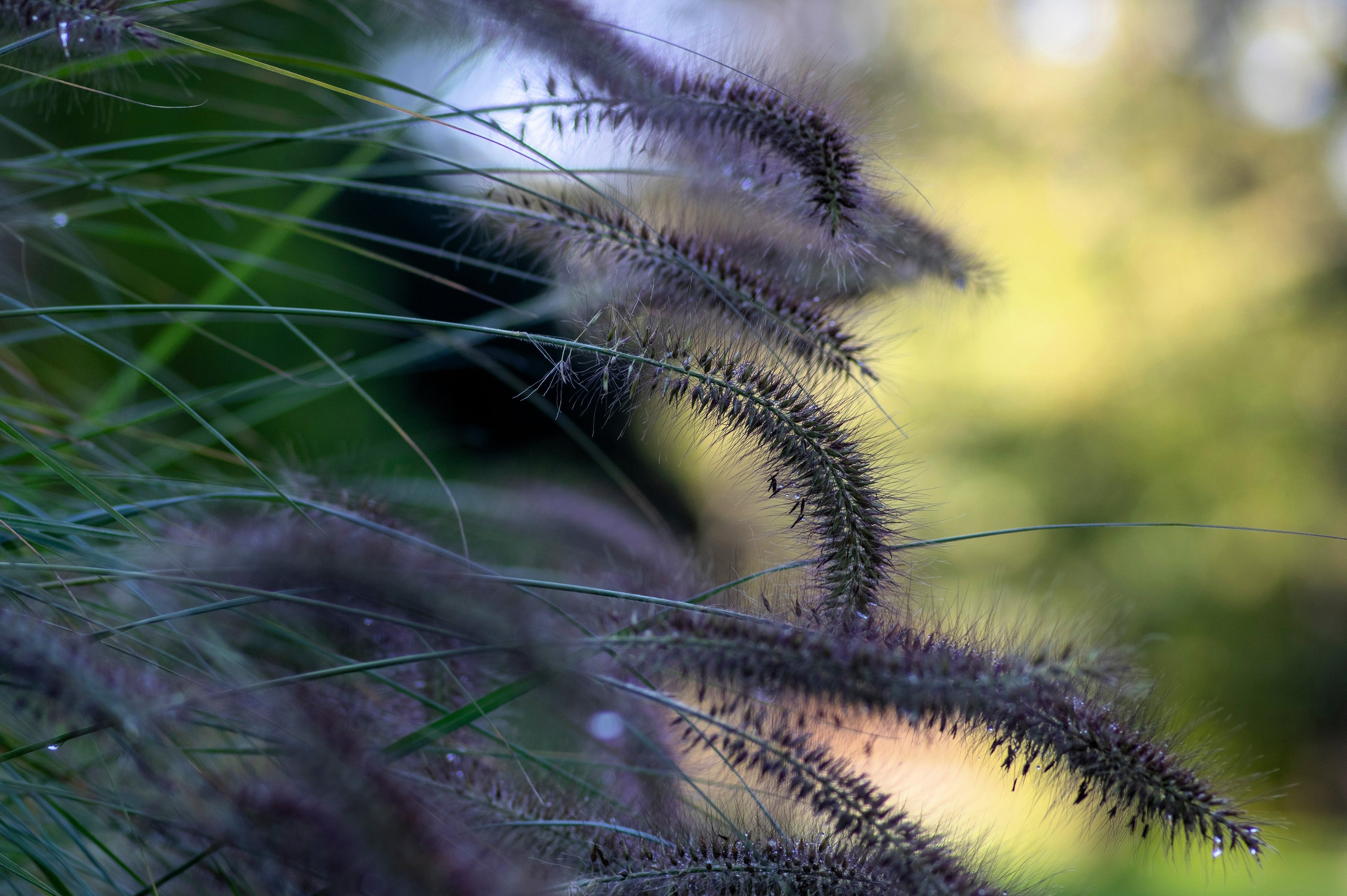 10 Dwarf BLACK FOUNTAIN GRASS Pennisetum Alopecuroides Viridescens Hardy Ornamental Seeds