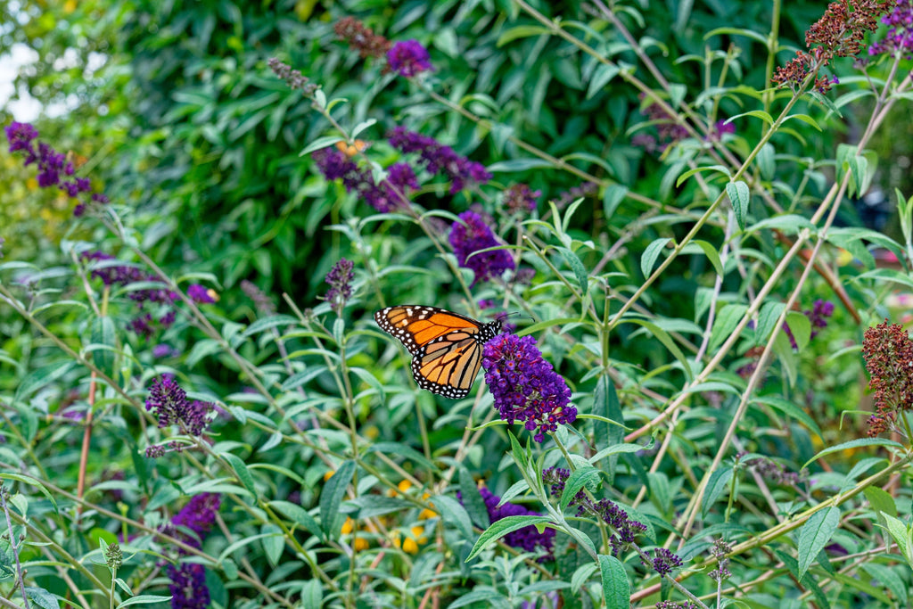 Buddleja Fragrant 50 Dark PURPLE BUTTERFLY BUSH Buddleja Davidii Hummingbird Shrub Fragr ...