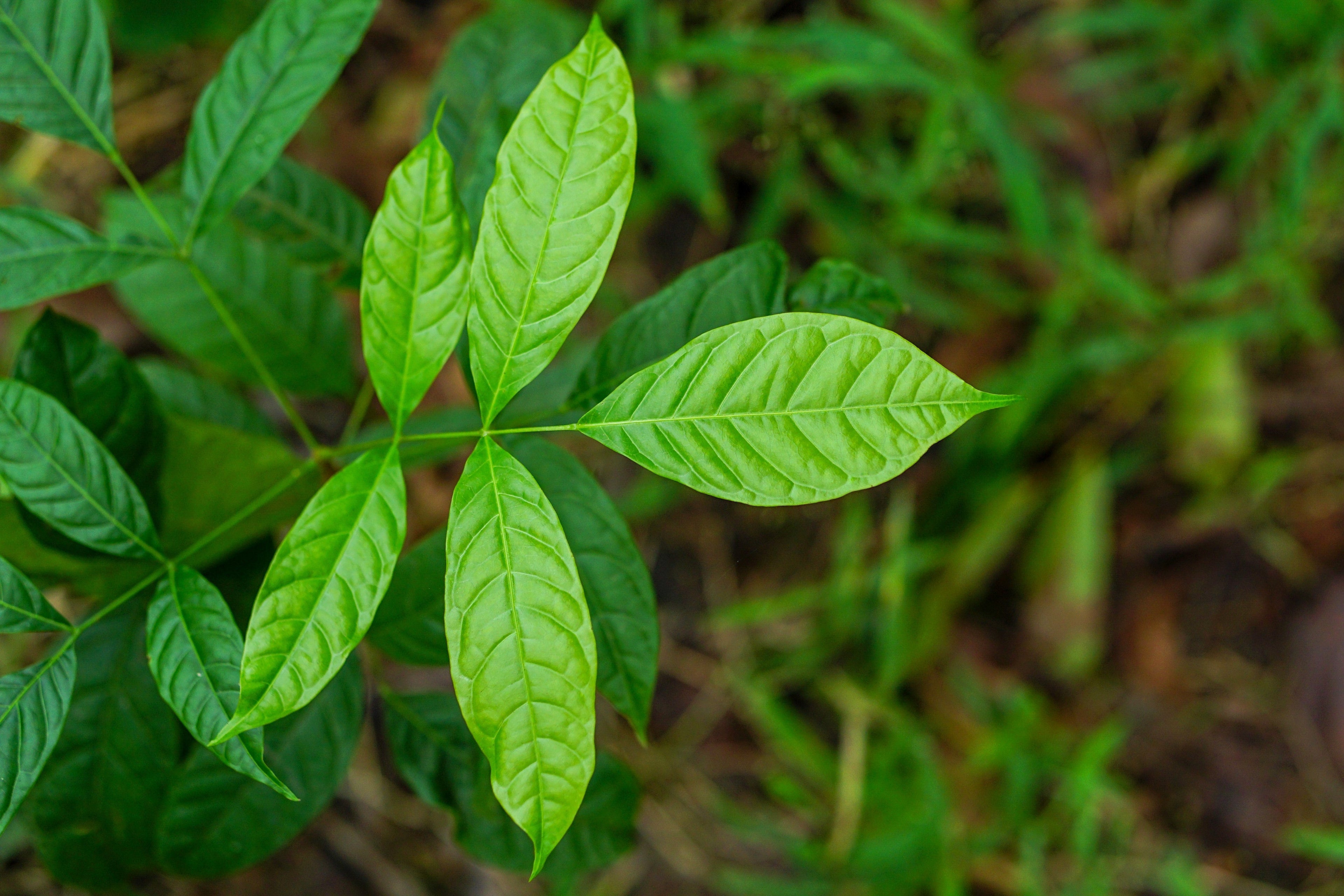 5 TRUE MAHOGANY TREE Honduran Big Leaf Sky Fruit Swietenia Macrophylla Seeds