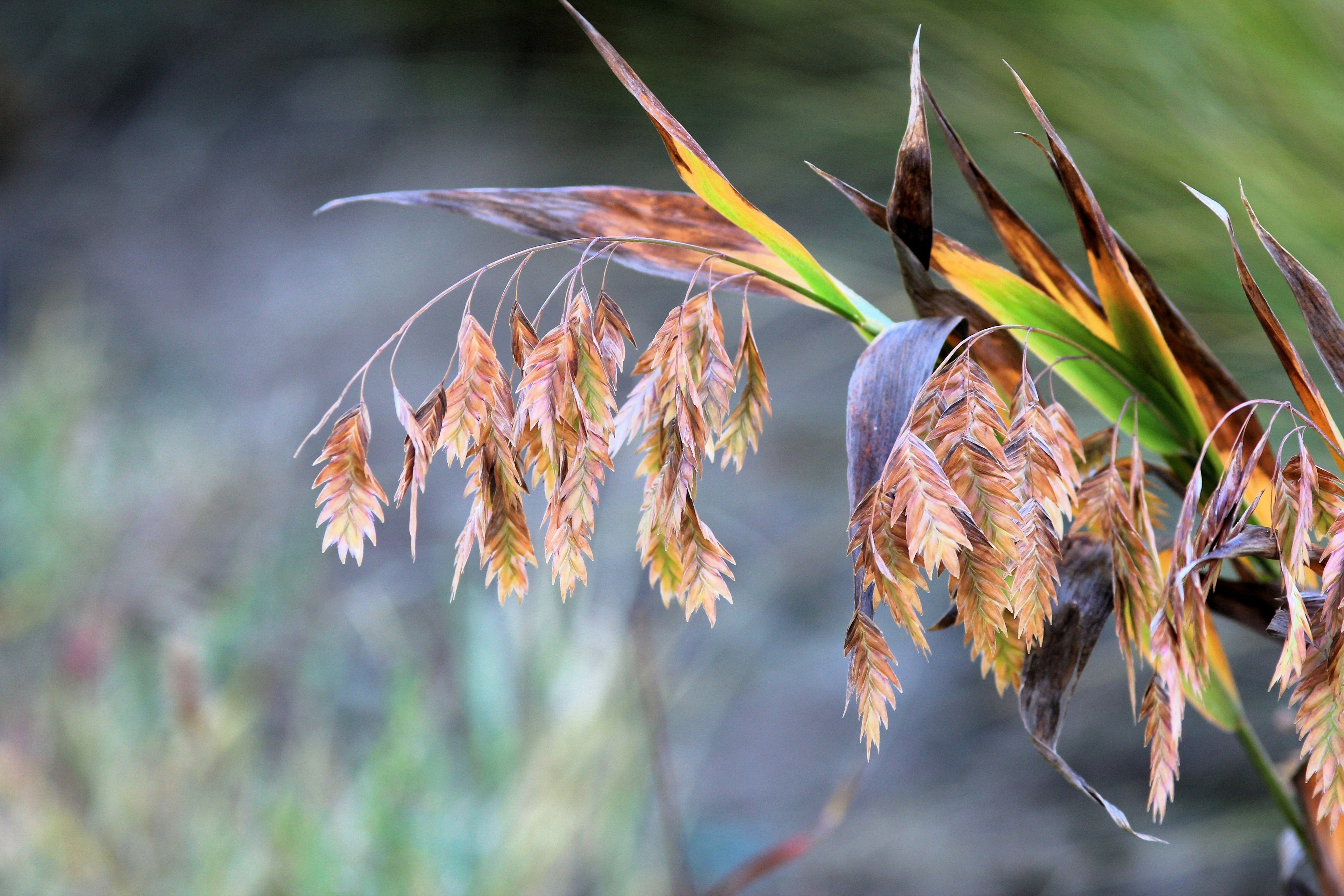 100 NORTHERN SEA OATS Grass Inland Chasmanthium Latifolium Seeds