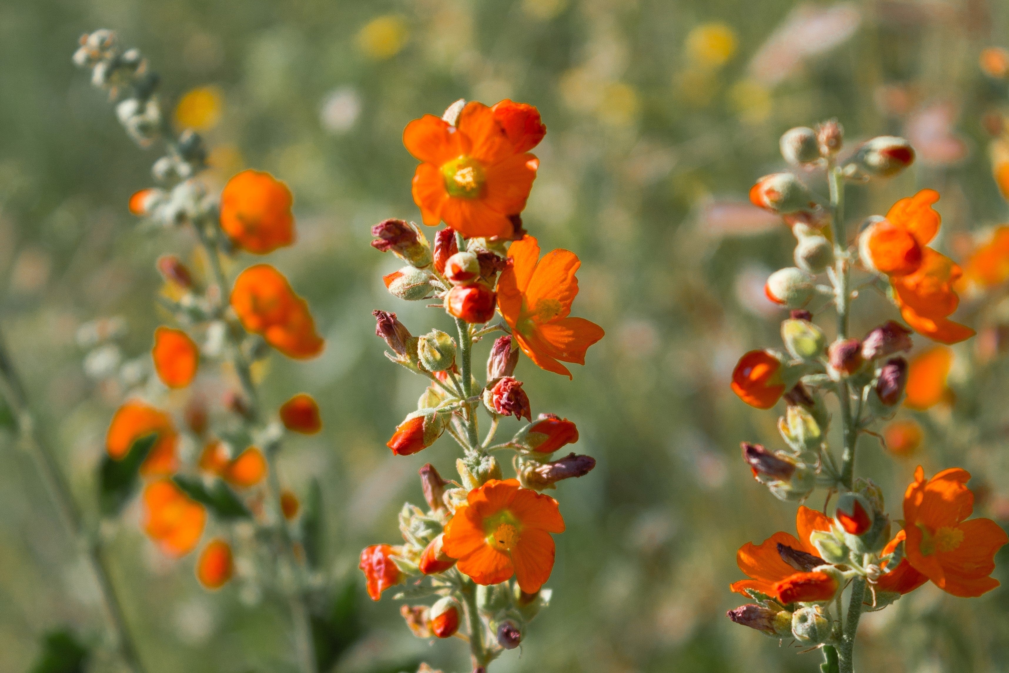 20 Apricot DESERT GLOBEMALLOW Mallow Sphaeralcea Ambigua Flower Seeds