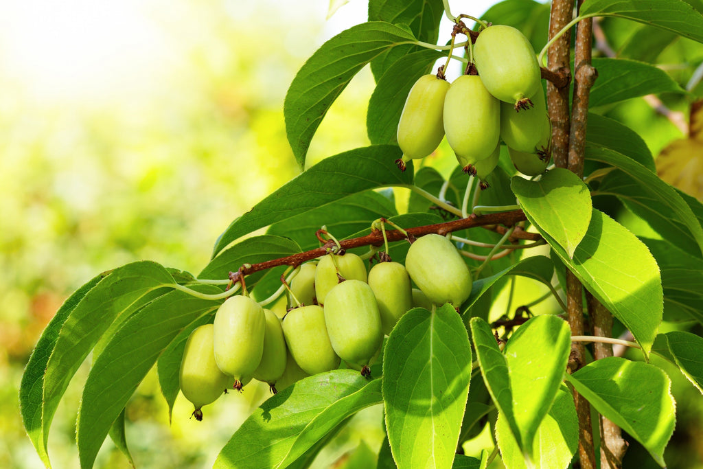20 Variegated ARCTIC BEAUTY KIWI Fruit Edible Actinidia Kolomikta Vine Seeds