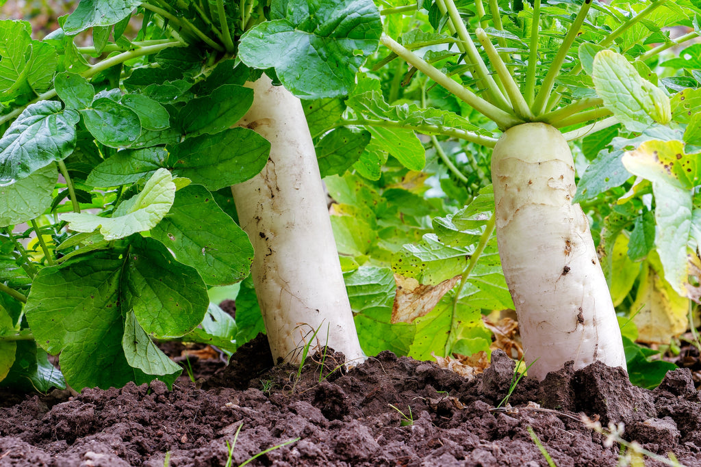 500 JAPANESE MINOWASE RADISH Huge Daikon White Raphanus Sativus Vegetable Seeds