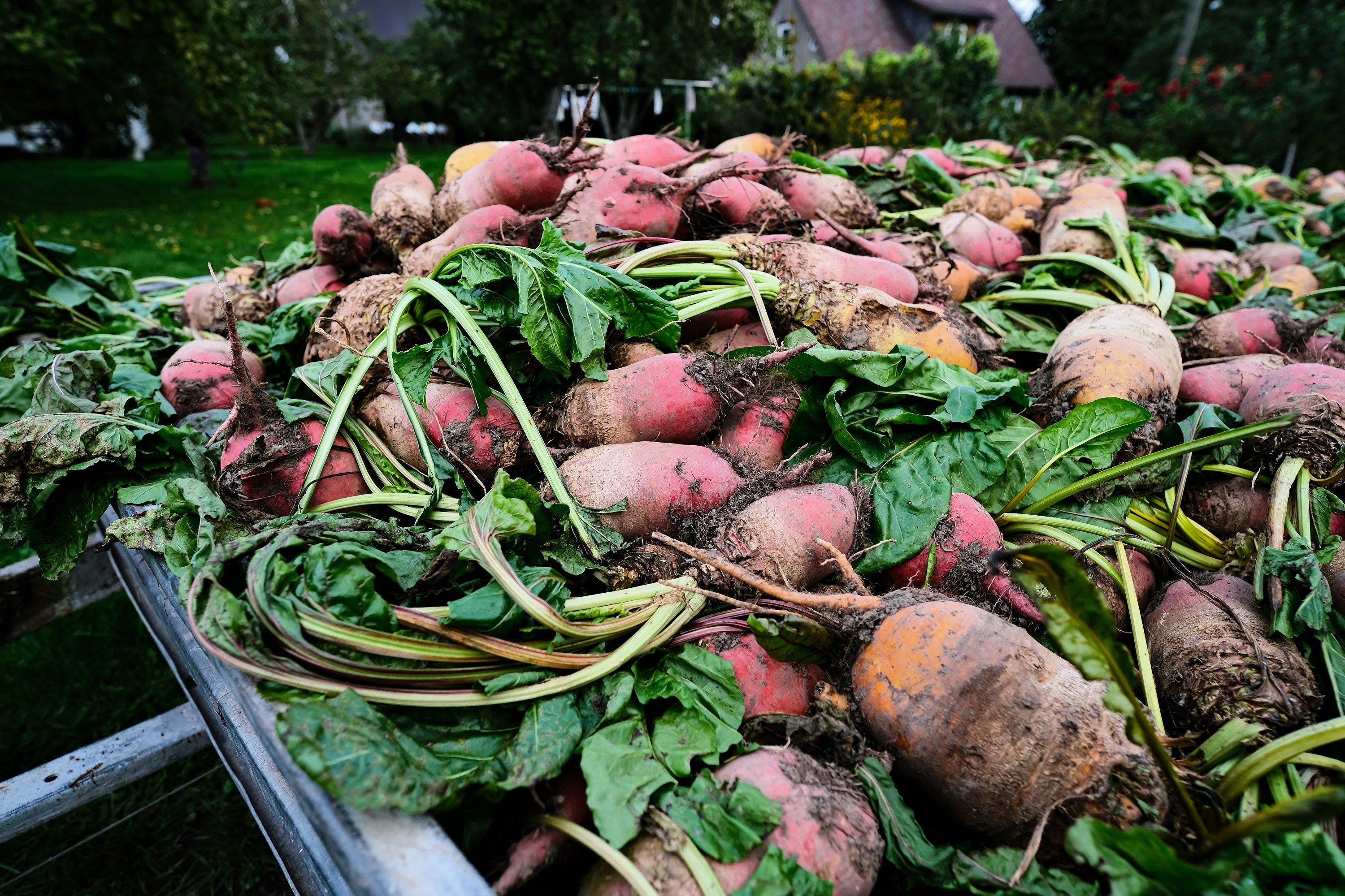 75 Giant Red BEET Mangelwurzel Mangel Mangold Wurzel Mammoth Long Beta Vulgaris Seeds