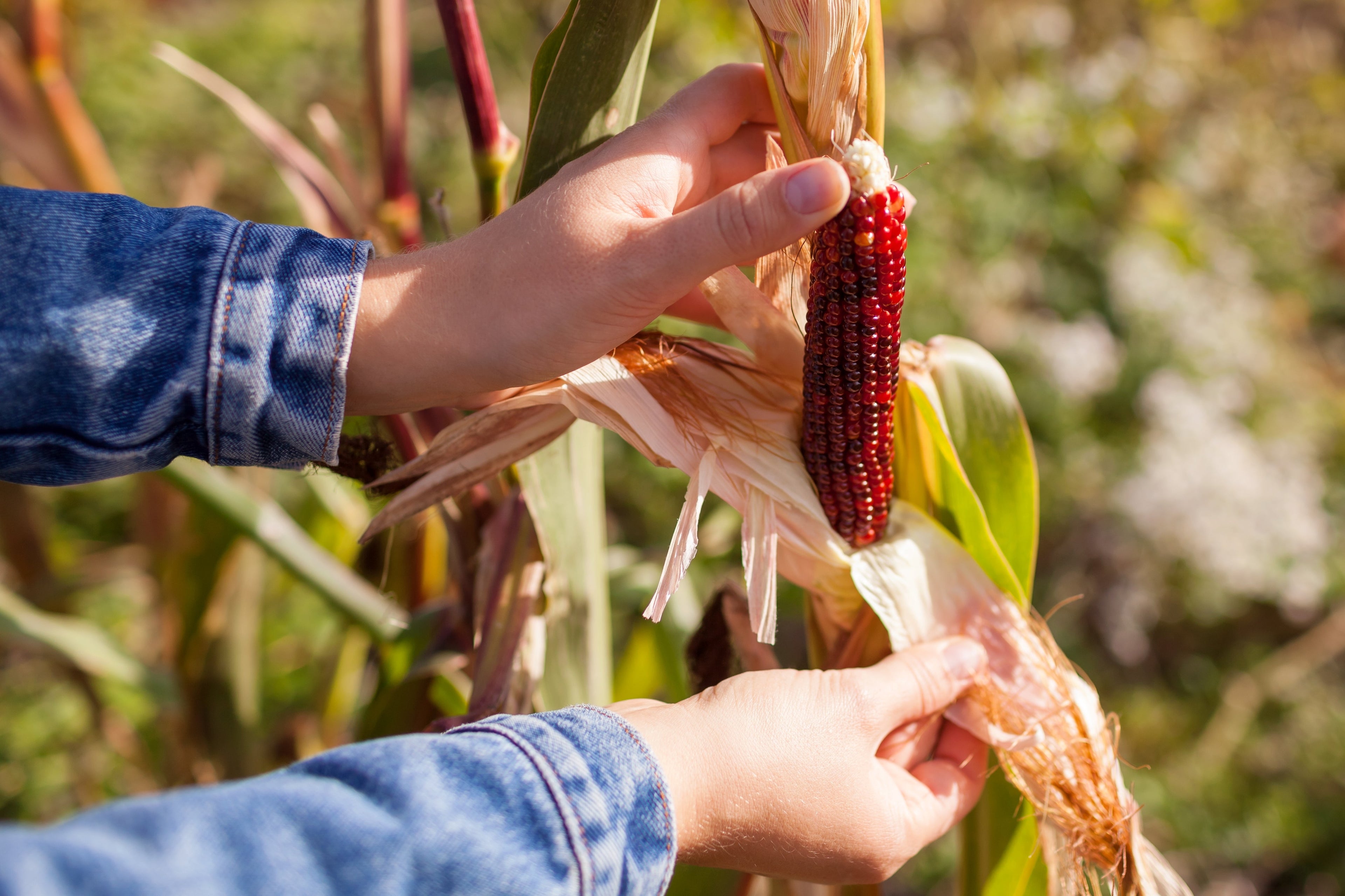 50 Miniature CUTIE POPS POPCORN Corn Multicolored Mini Mix Zea Mays Seeds