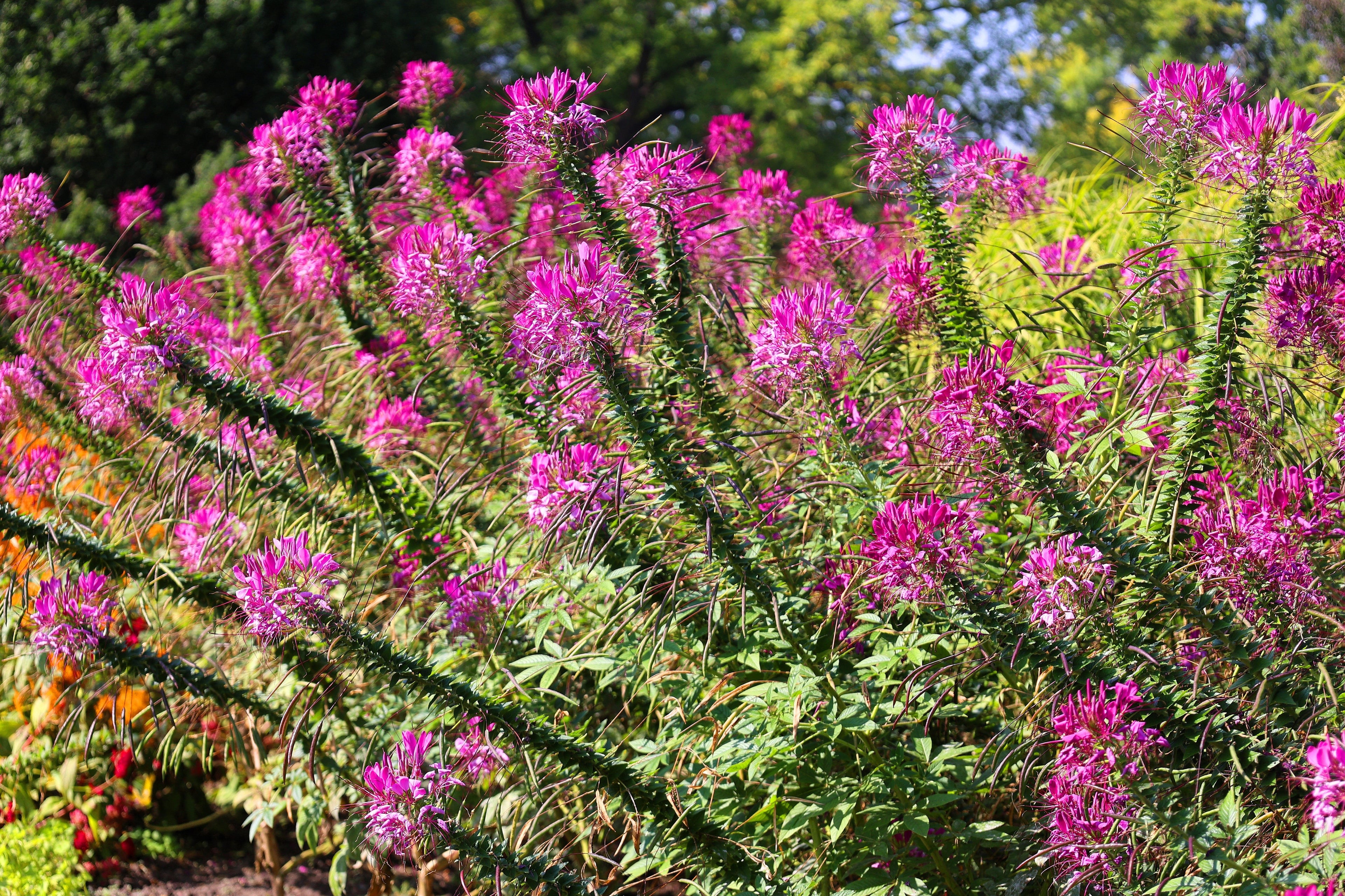 200 MAUVE QUEEN CLEOME Spinosa Hassleriana Purple Pink Spider Flower Seeds