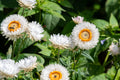 100 WHITE DOUBLE STRAWFLOWER Helichrysum Monstrosum Xerochrysum Bracteatum Flower Seeds