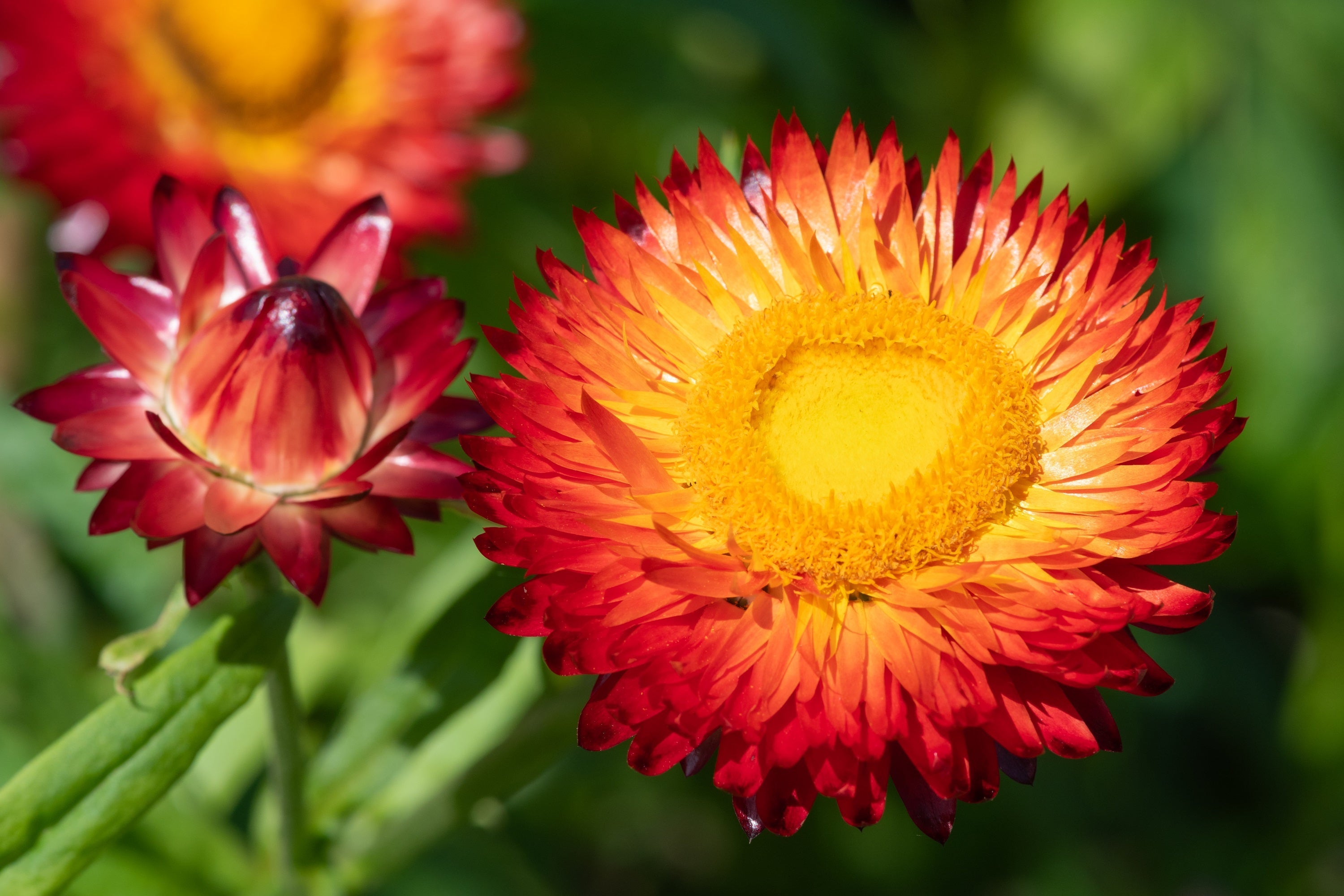 100 Red FIRE BALL STRAWFLOWER Xerochrysum Bracteatum Helichrysum Monstrosum Flower Seeds