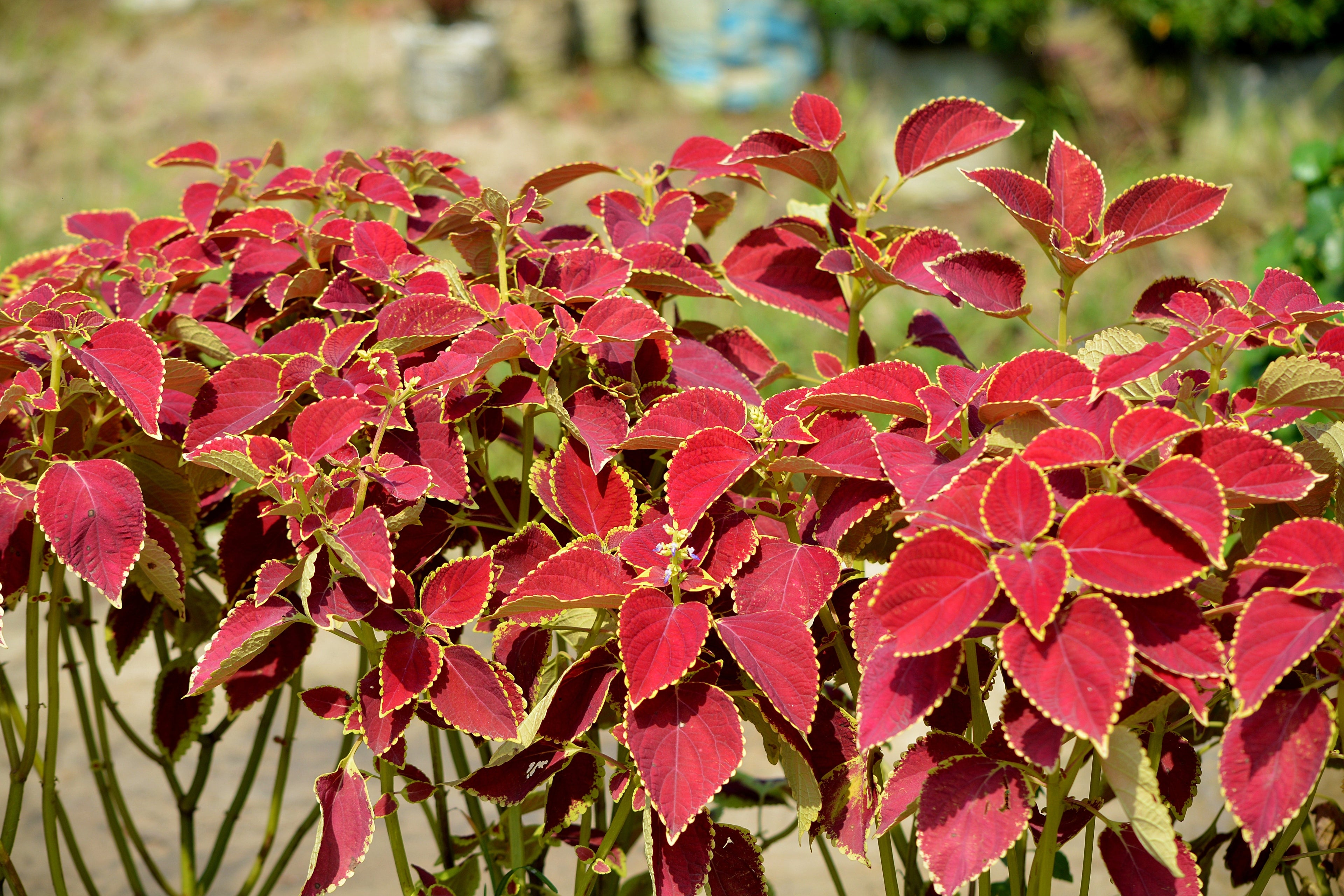 100 Mixed Colors COLEUS RAINBOW MIX Shade Houseplant Solenostemon Flower Seeds