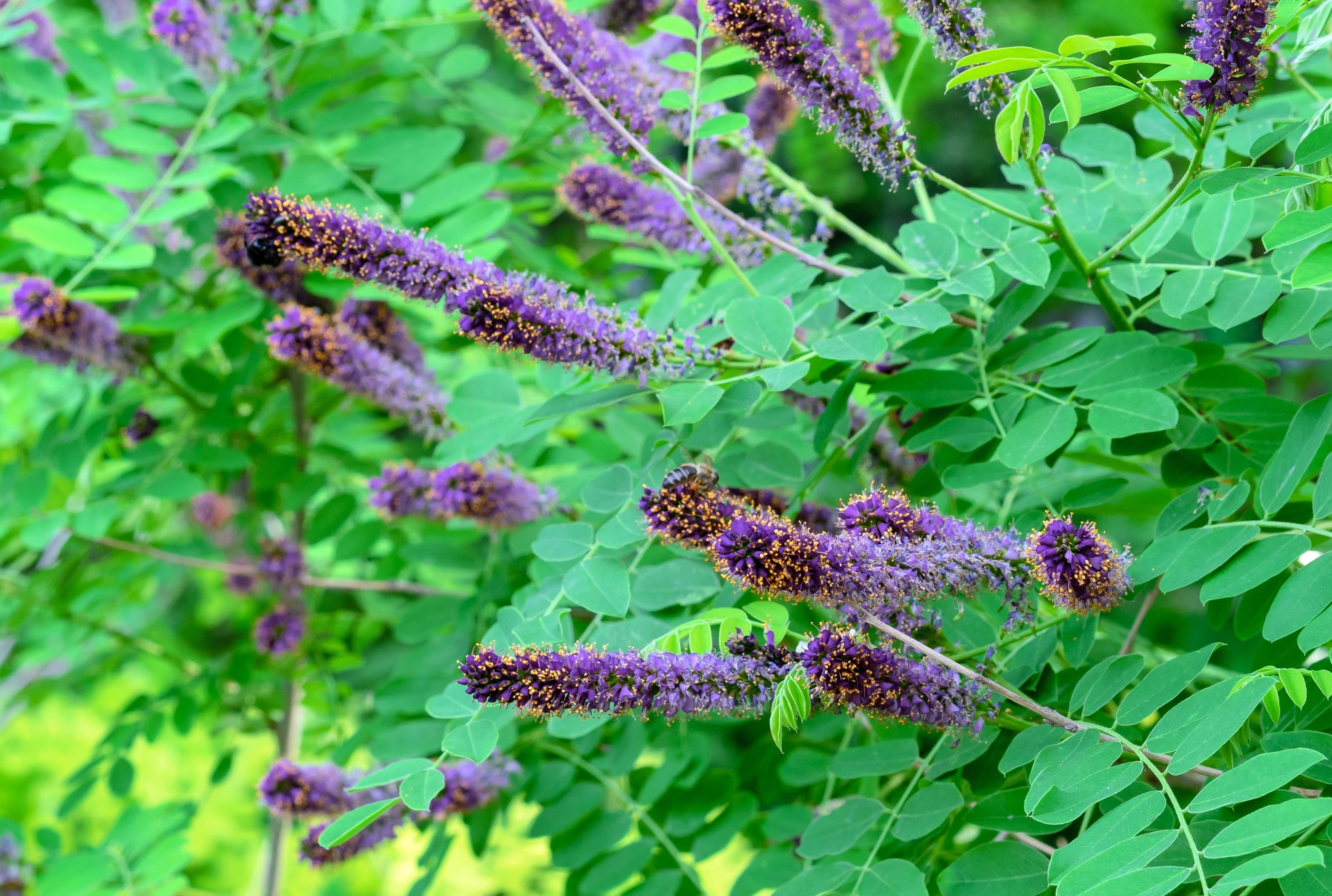 50 FRAGRANT FALSE INDIGO (Dwarf Wild Indigo) Amorpha Nana Flower Seeds