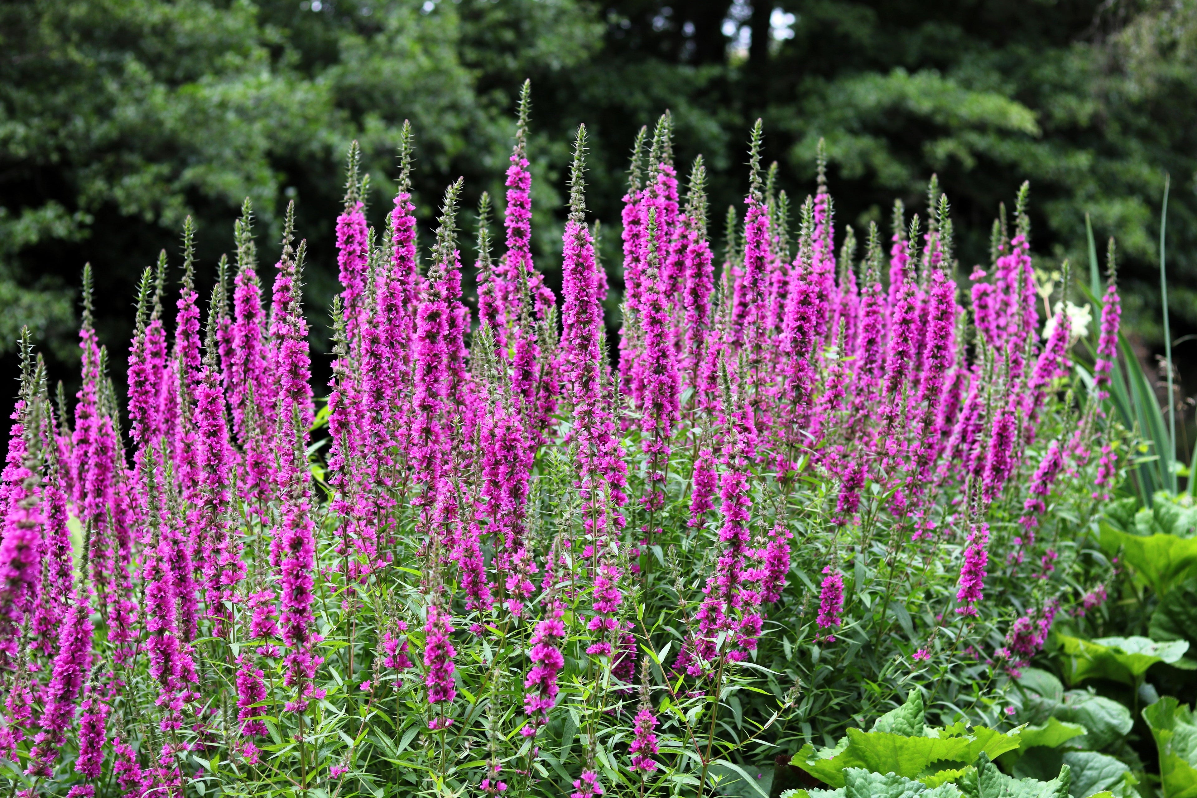 50 Mixed Colors VERONICA SIGHTSEEING MIXTURE (Spike Speedwell) Veronica Spicata Flower Seeds