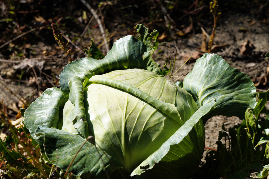 500 FLAT DUTCH Late CABBAGE Brassica Oleracea Capitata Vegetable Seeds