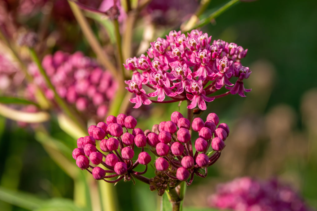 20 CINDERELLA MILKWEED Asclepias Incarnata Magenta (Pink-Purple) Flower Seeds