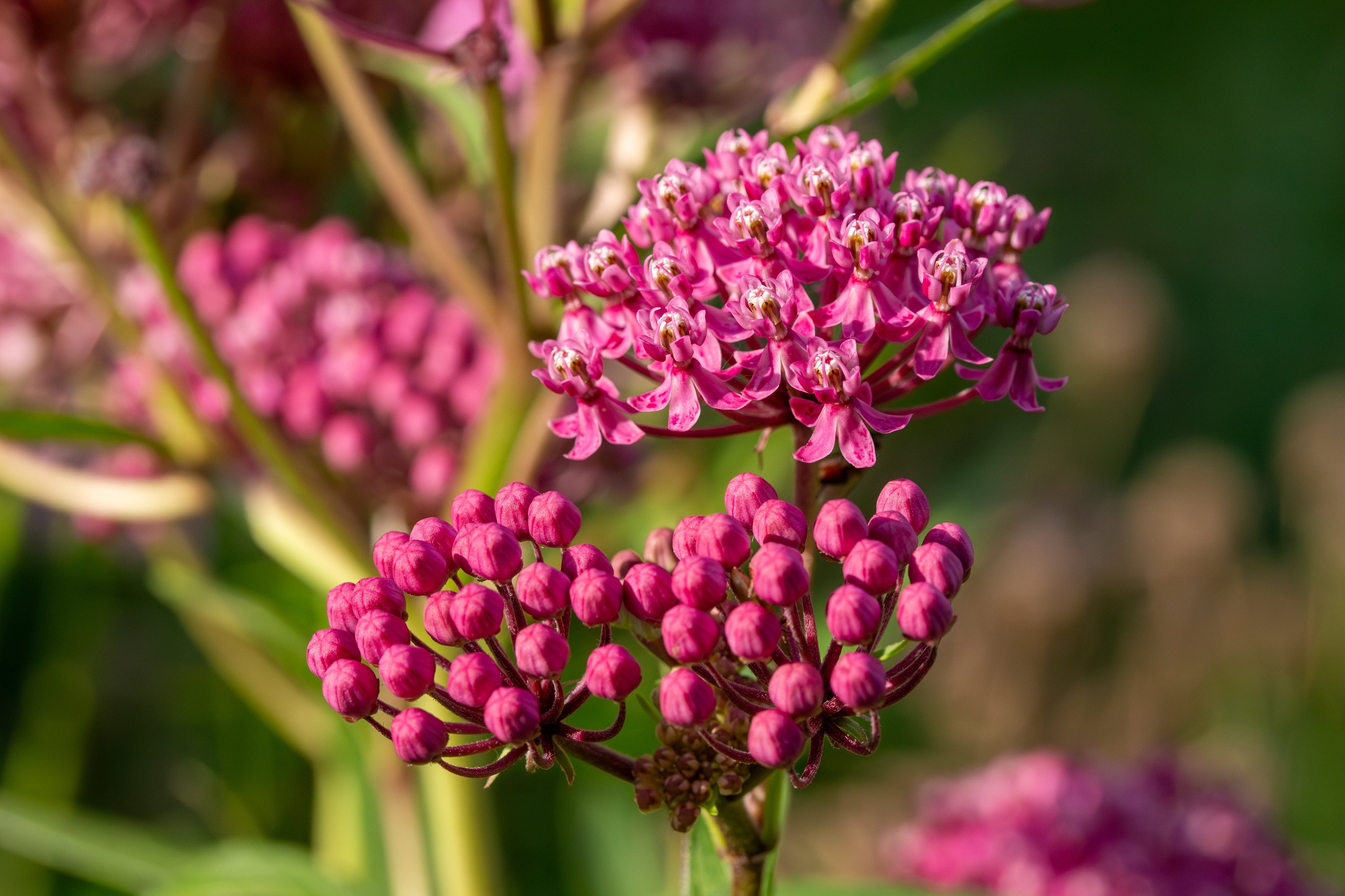 20 CINDERELLA MILKWEED Asclepias Incarnata Magenta (Pink-Purple) Flower Seeds