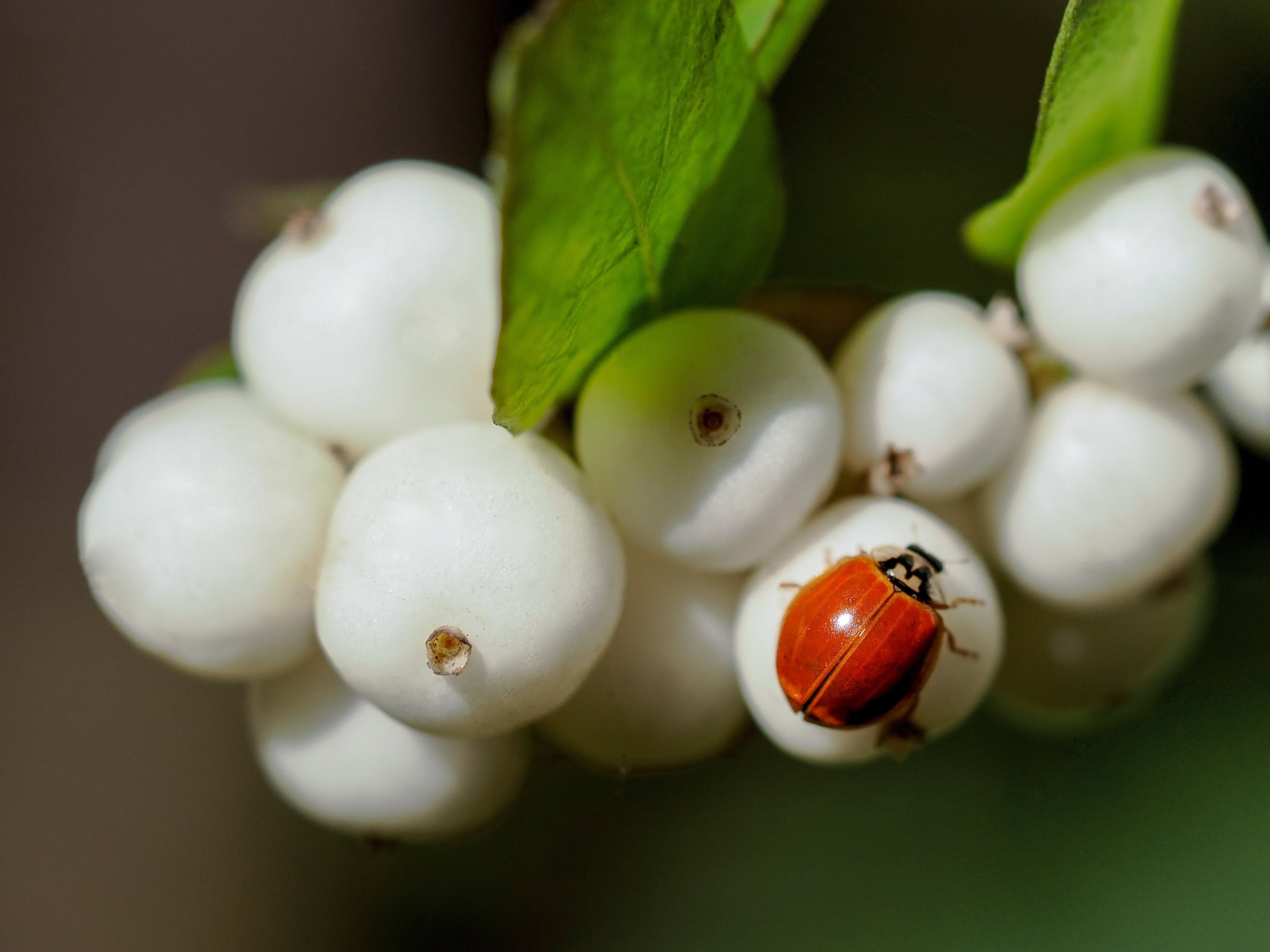 25 COMMON SNOWBERRY - WHITE Berries Pink Flowers Symphoricarpos Alba Shrub Seeds