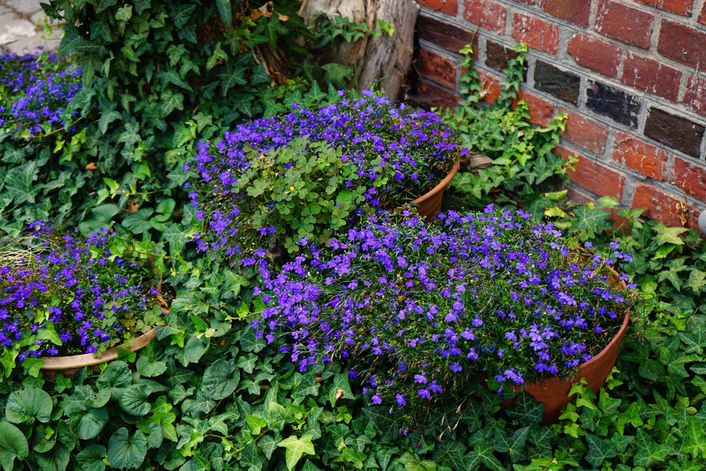 200 CRYSTAL PALACE LOBELIA Regatta Purple Blue Lobelia Erinus Flower Seeds