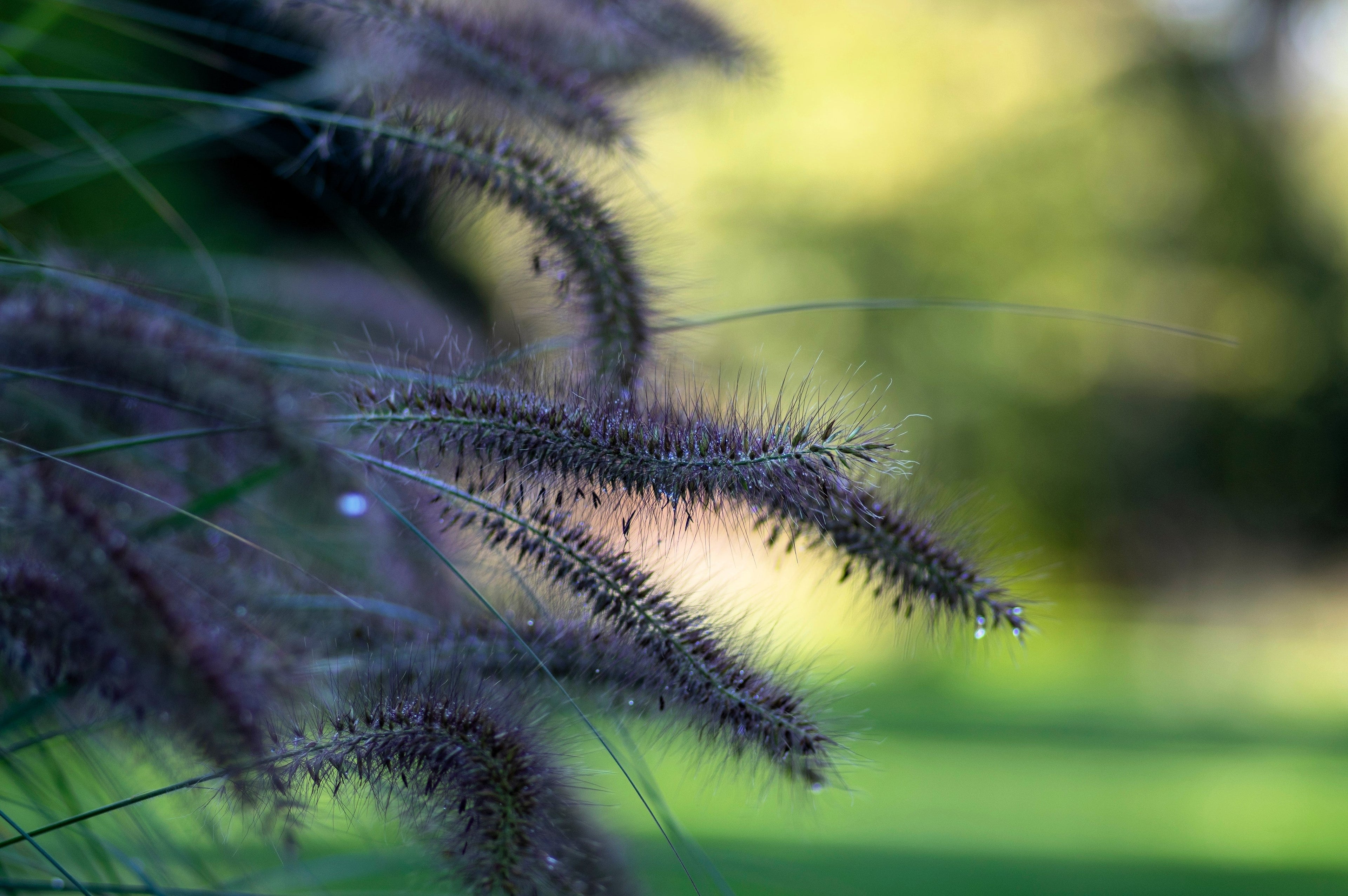 10 Dwarf BLACK FOUNTAIN GRASS Pennisetum Alopecuroides Viridescens Hardy Ornamental Seeds