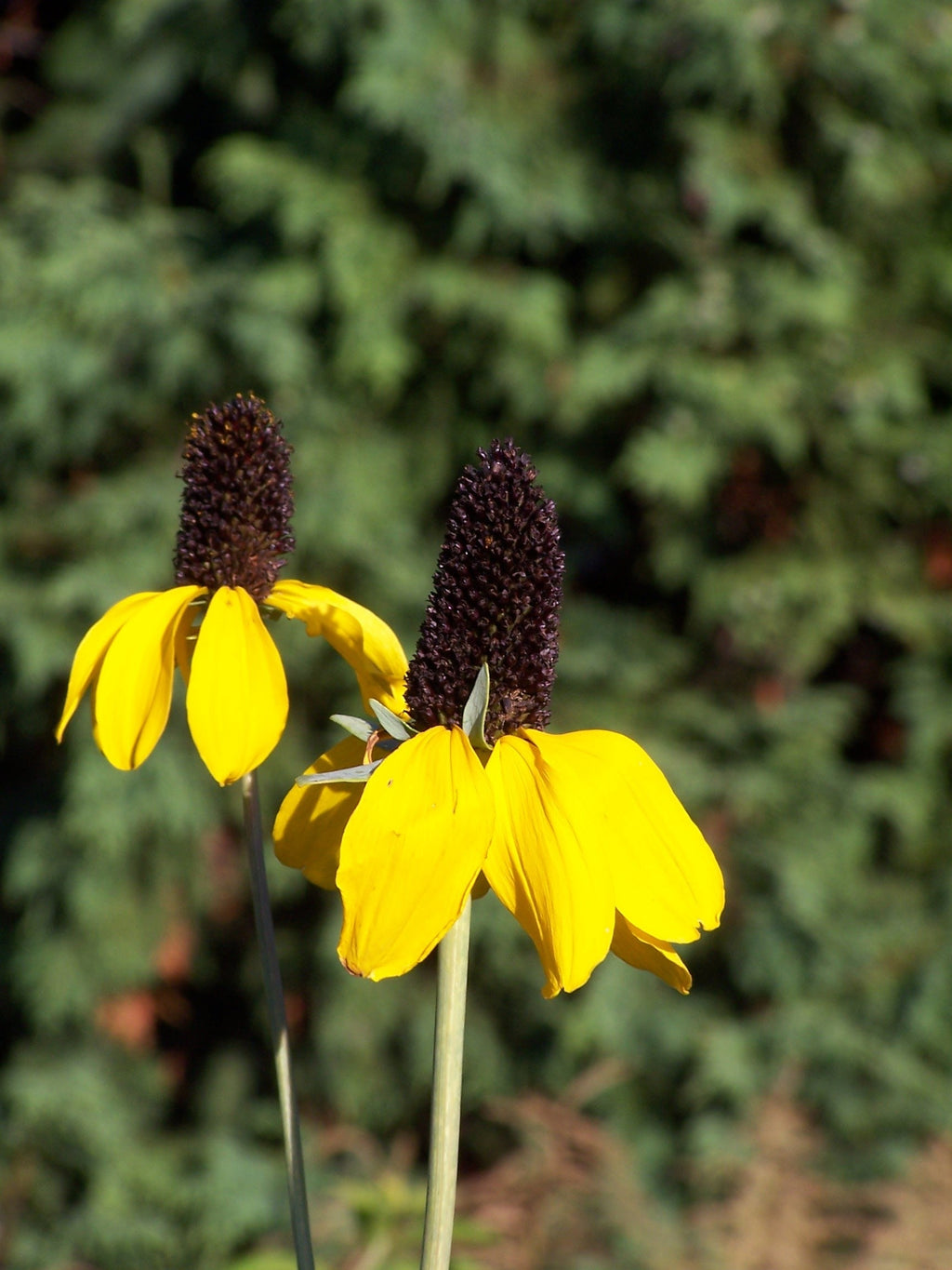 3000 CLASPING CONEFLOWER Rudbeckia Amplexicaulis Native Yellow Flower Seeds